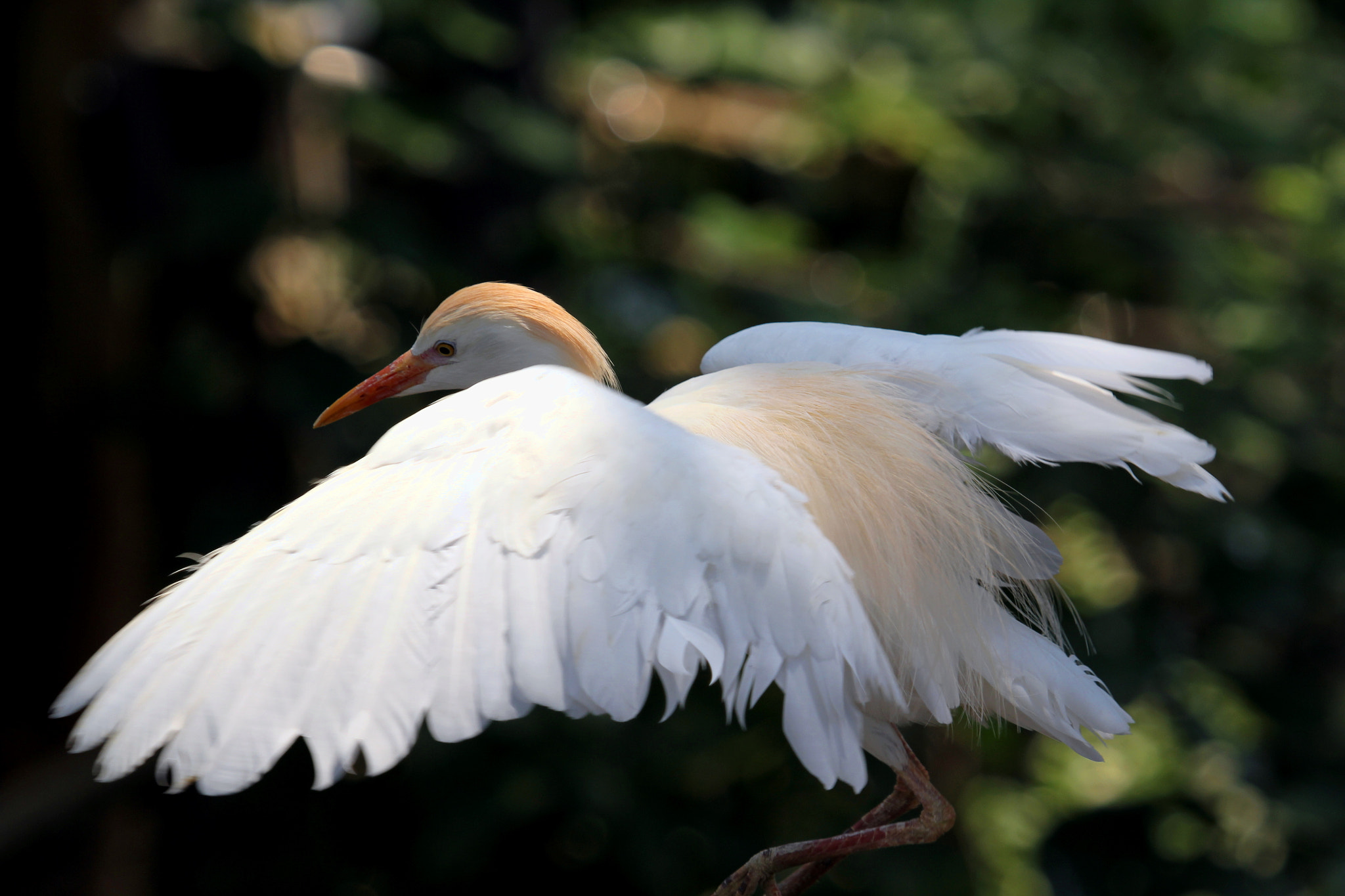 Canon EOS 60D + Canon EF 100-400mm F4.5-5.6L IS USM sample photo. Cattle egret. photography