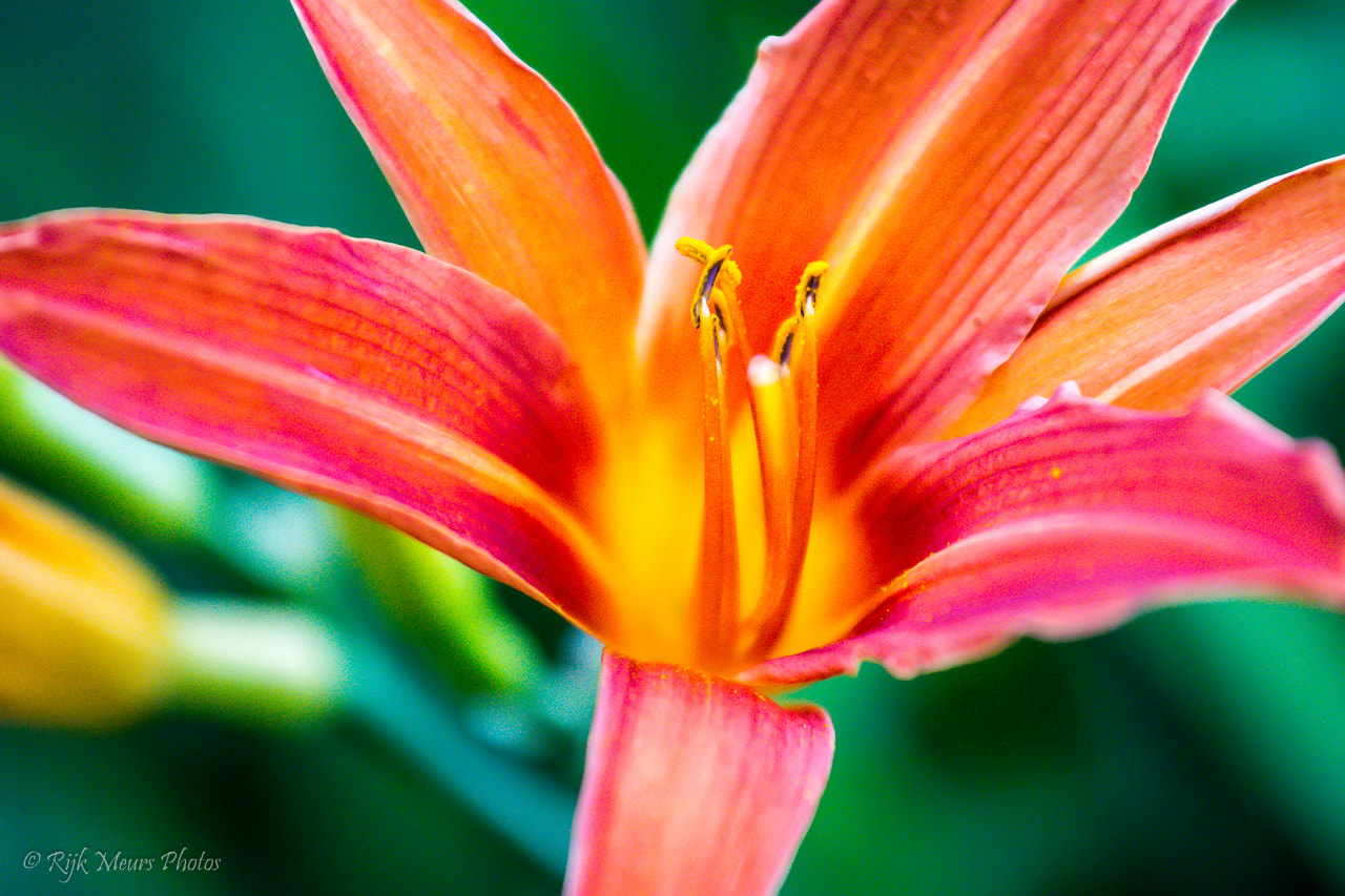 Nikon AF-S Nikkor 70-200mm F4G ED VR sample photo. Iris photography