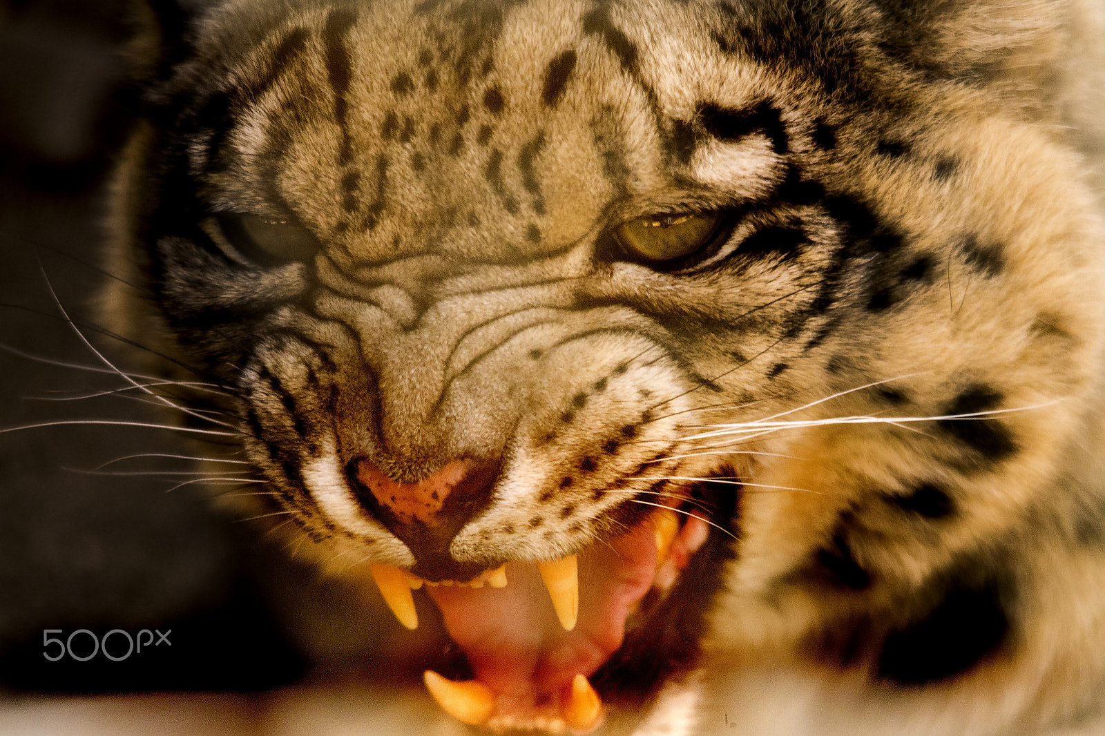 Sigma 150-500mm F5-6.3 DG OS HSM sample photo. Snow leopard's portrait photography