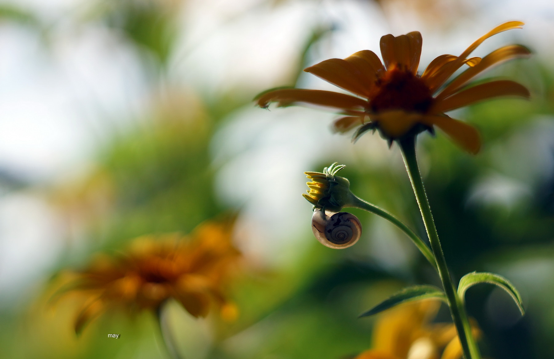 Sony SLT-A65 (SLT-A65V) + Minolta AF 50mm F1.7 sample photo. A flower and a small snail.. photography