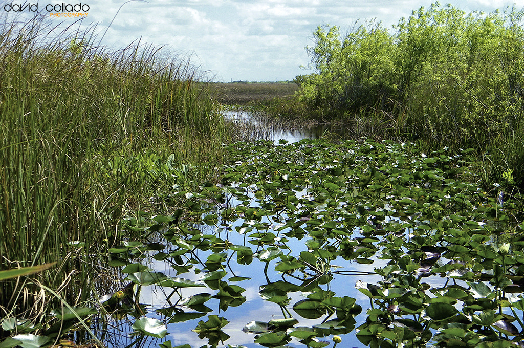 Kodak EASYSHARE Z1015 IS DIGITAL CAMERA sample photo. Everglades photography