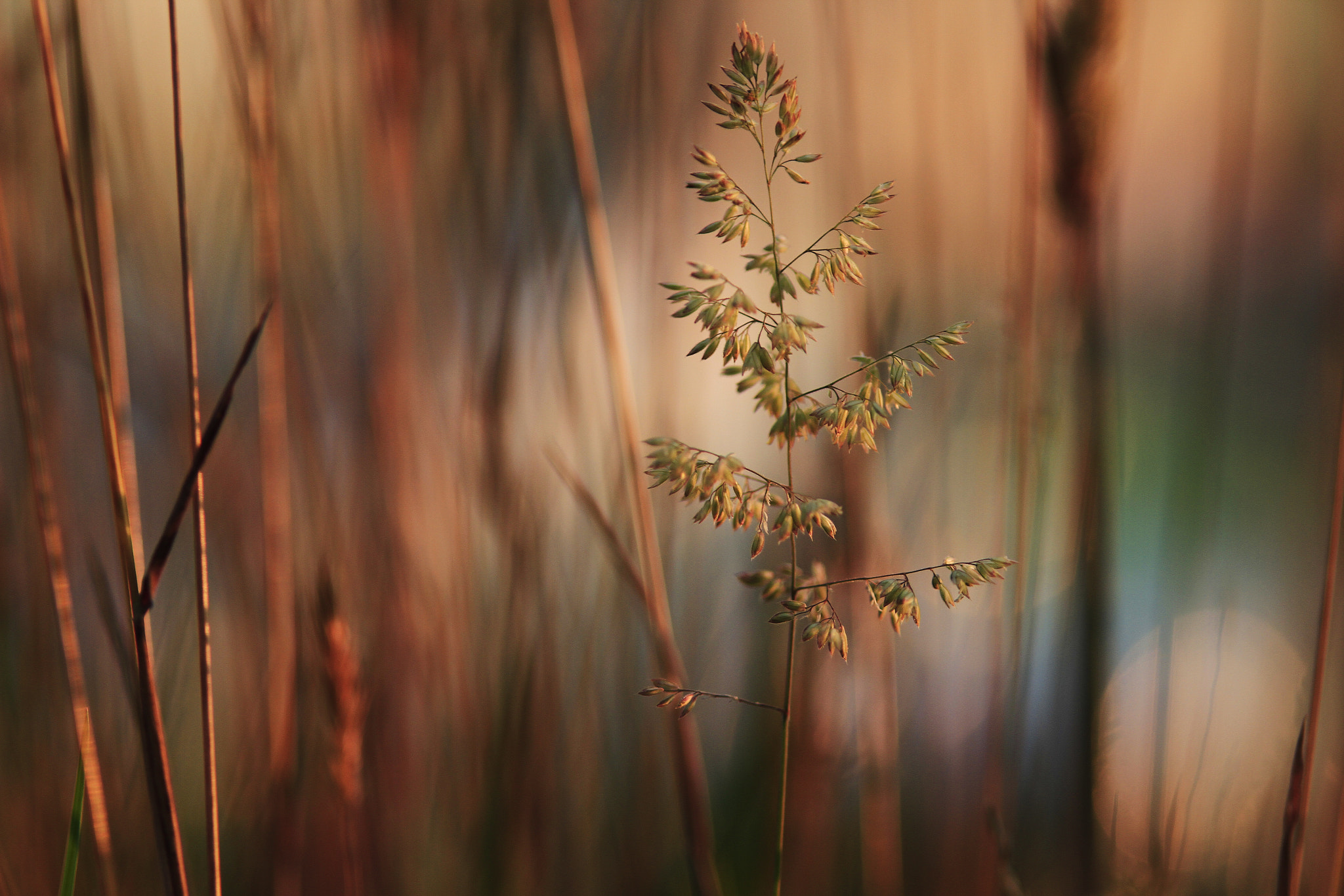 Tamron SP AF 70-200mm F2.8 Di LD (IF) MACRO sample photo. Colours of my meadows photography
