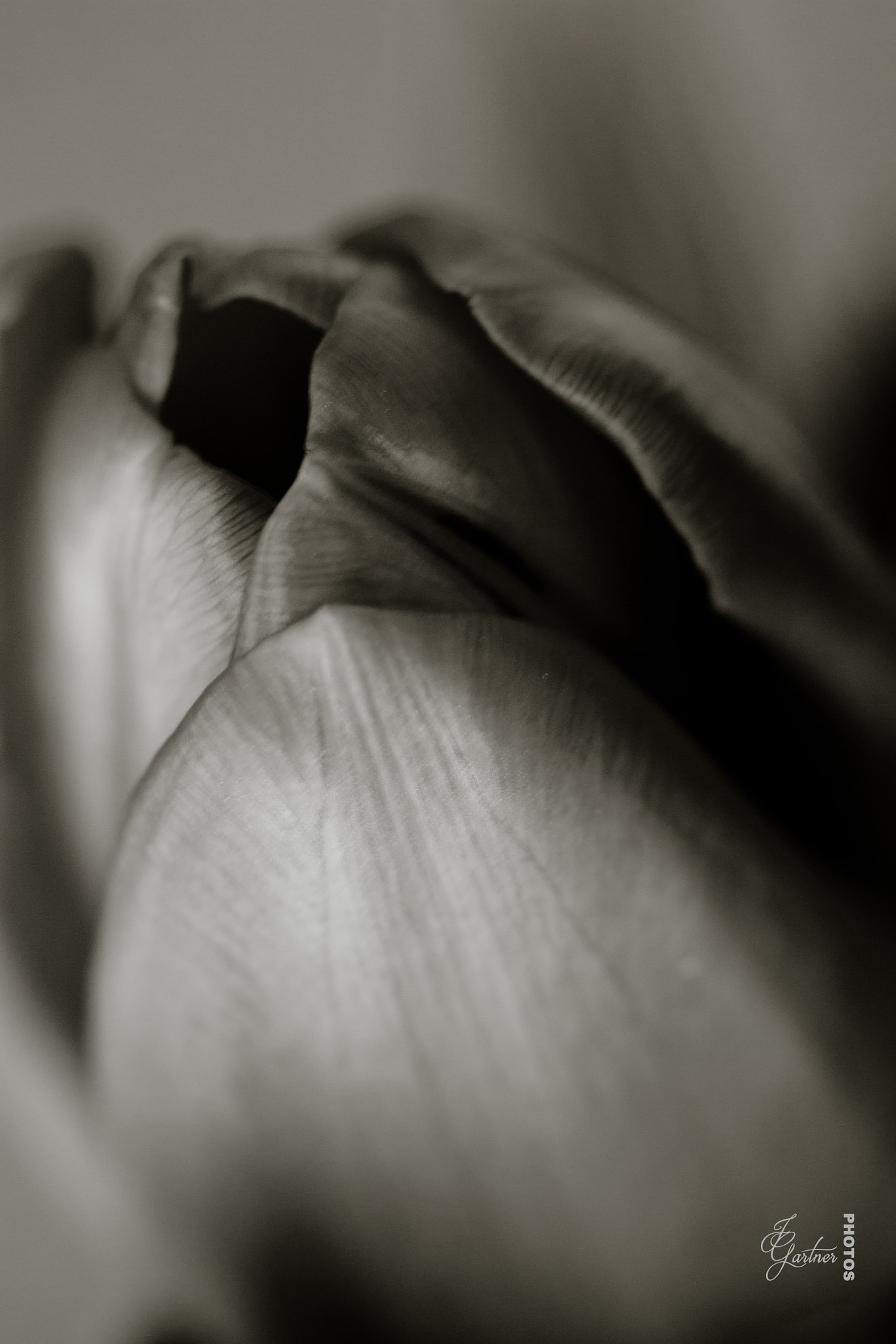 Canon EF 100mm F2.8 Macro USM sample photo. B&w  tulip photography