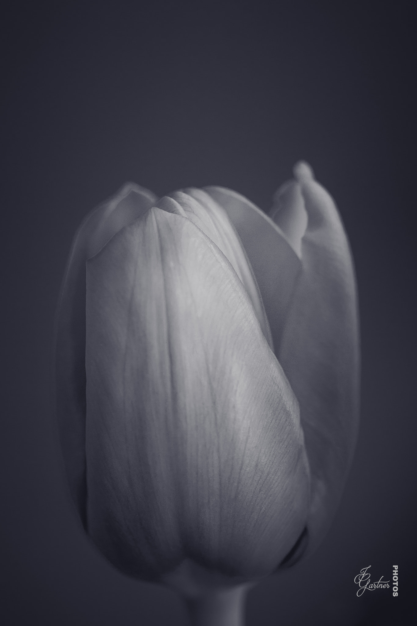 Canon EF 100mm F2.8 Macro USM sample photo. B&w red tulip ii photography