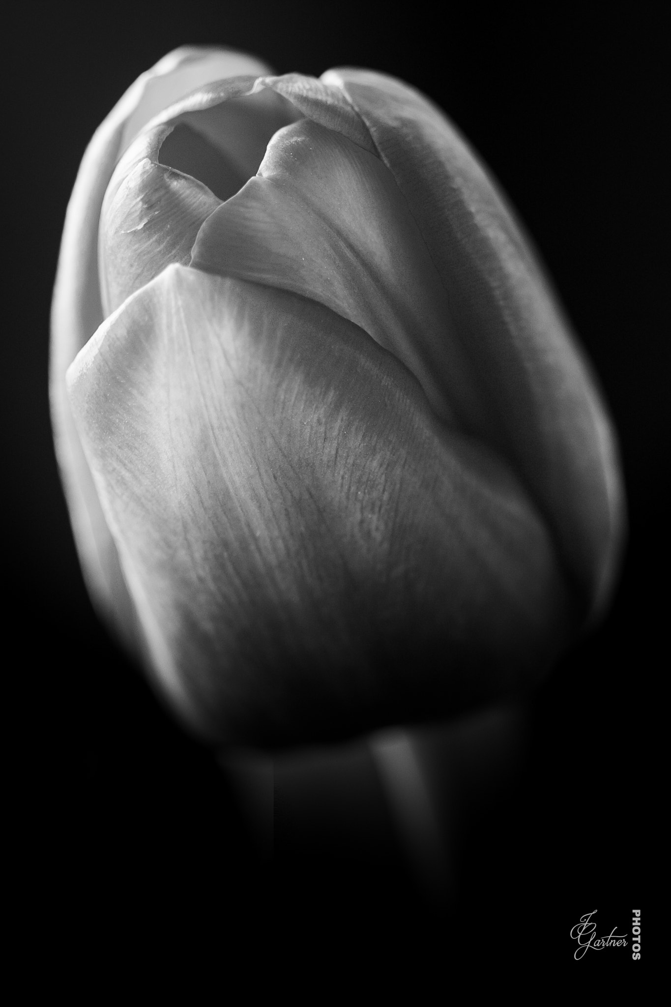 Canon EF 100mm F2.8 Macro USM sample photo. B&w  tulip i photography