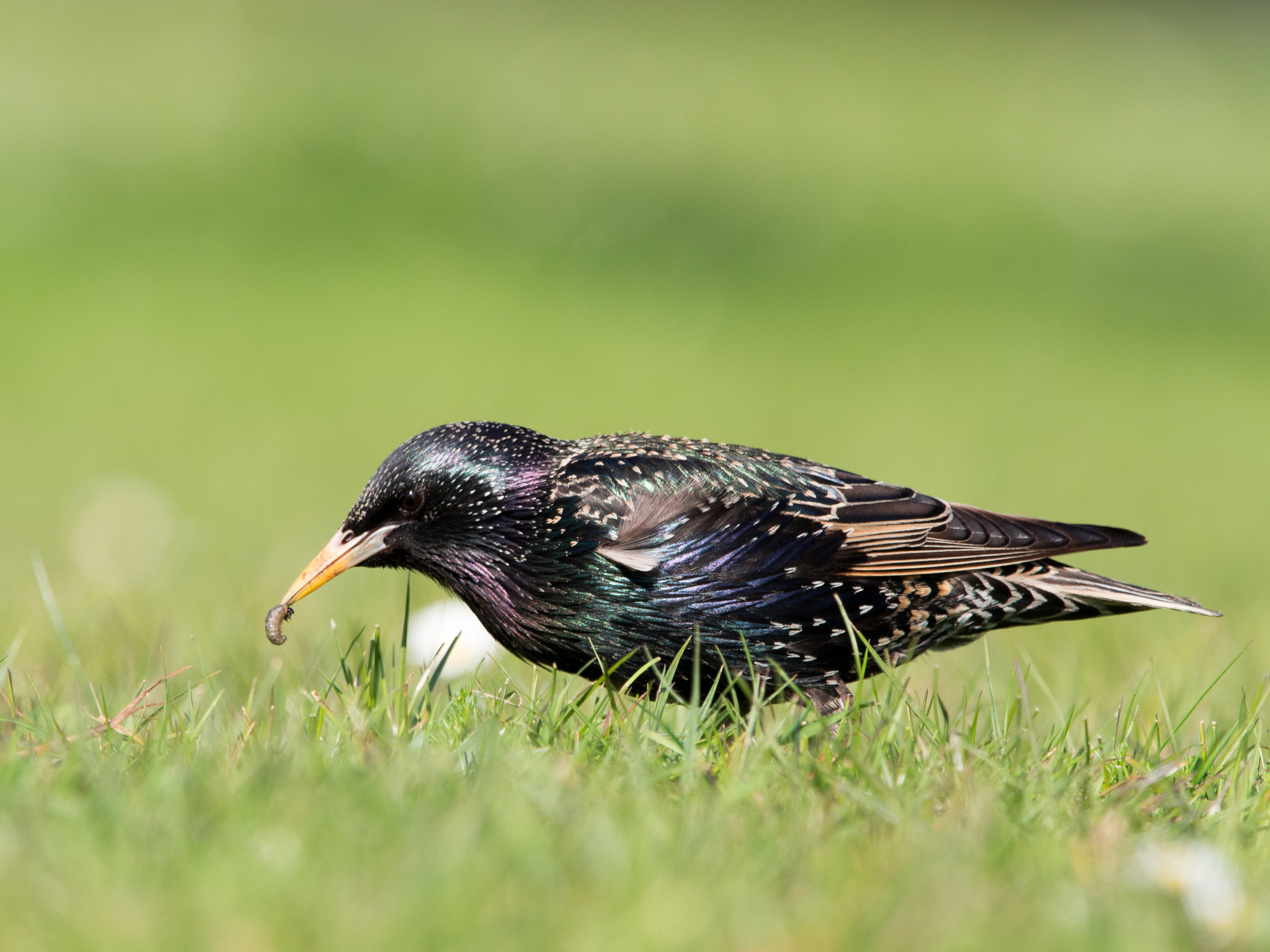 Olympus OM-D E-M1 + M.300mm F4.0 + MC-14 sample photo. Starling with snack photography