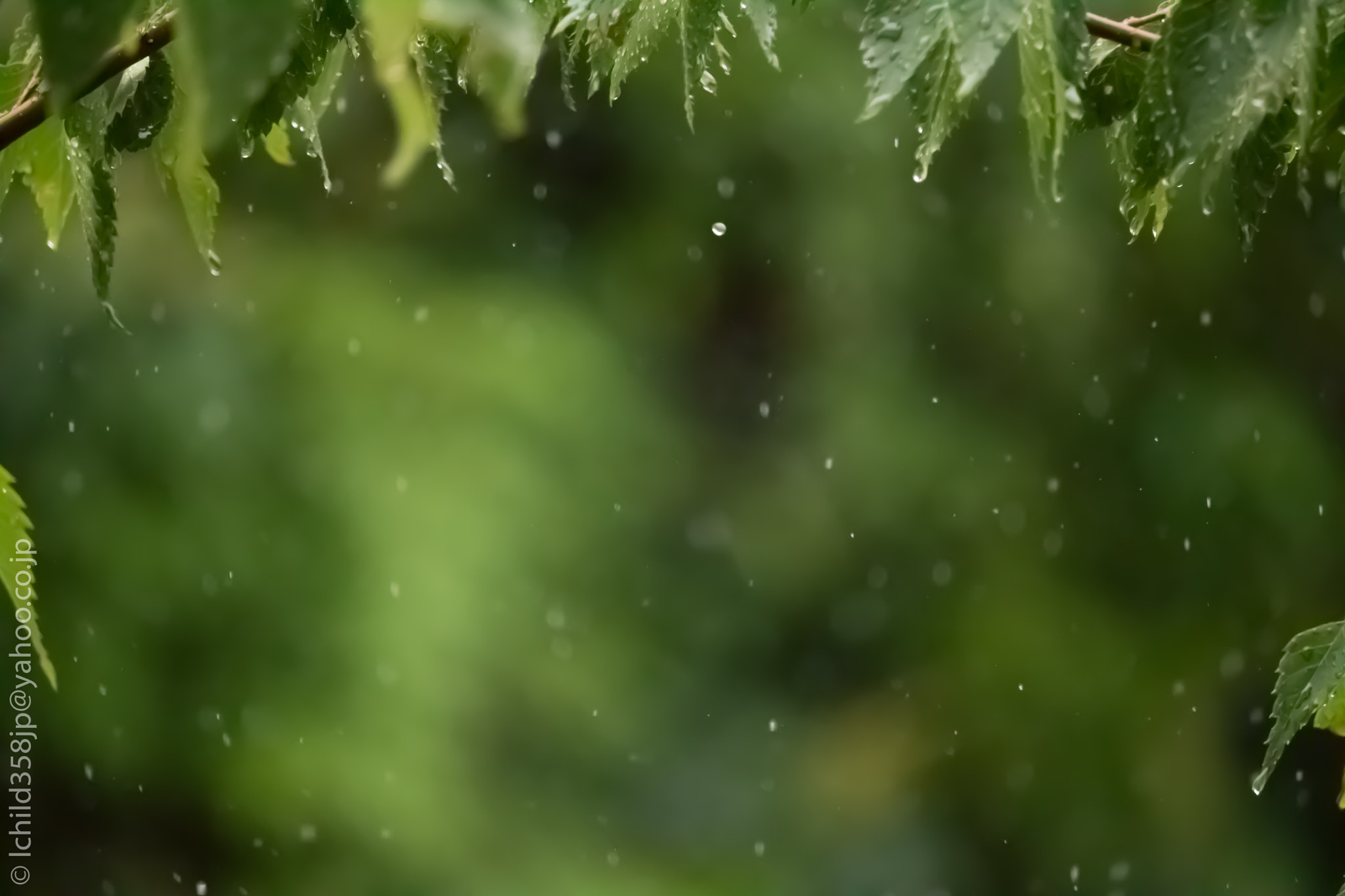 Canon EOS 760D (EOS Rebel T6s / EOS 8000D) sample photo. Morning rain on cherry blossom photography