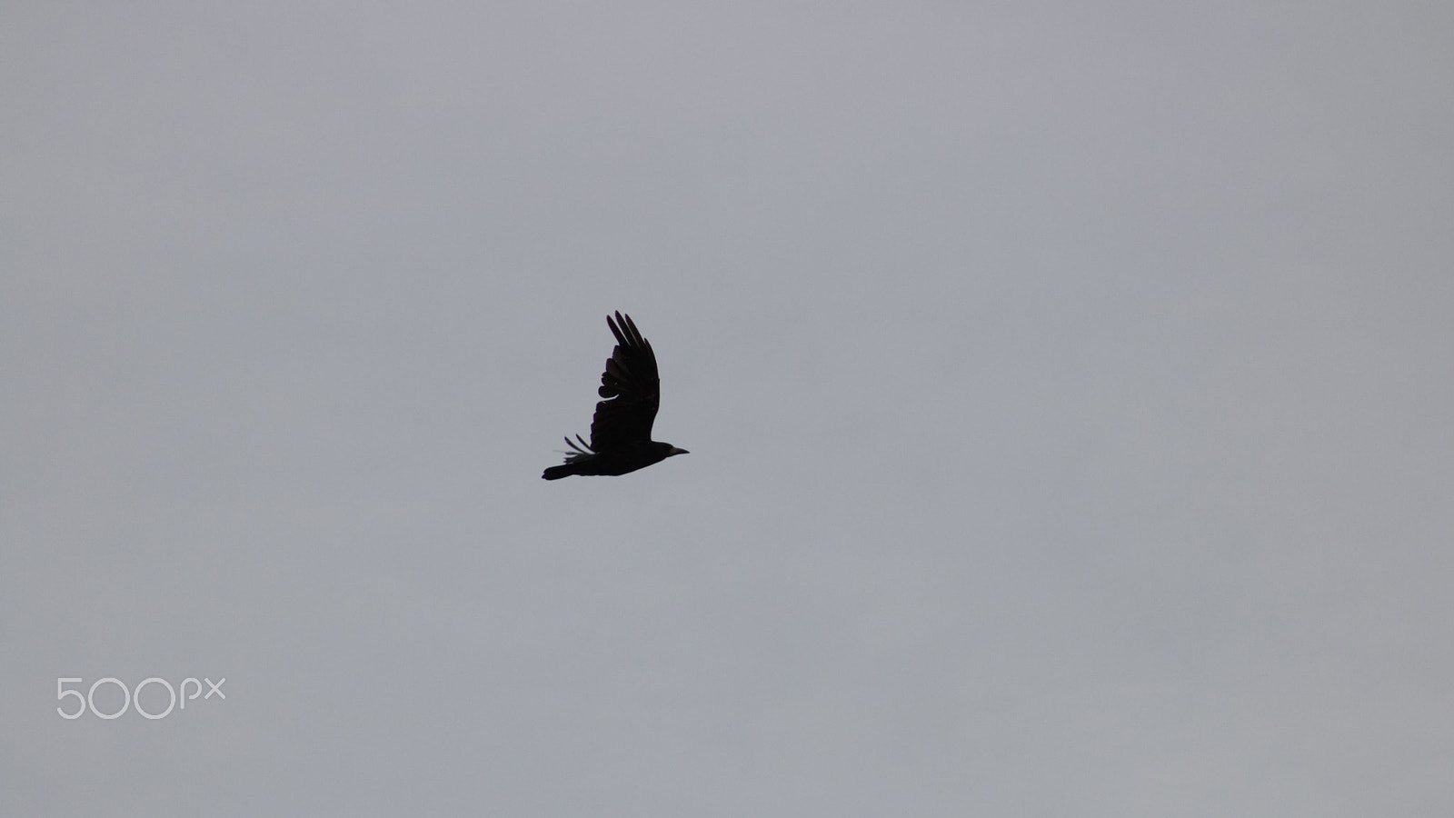 Canon EOS 750D (EOS Rebel T6i / EOS Kiss X8i) + EF75-300mm f/4-5.6 sample photo. Crow #4 photography