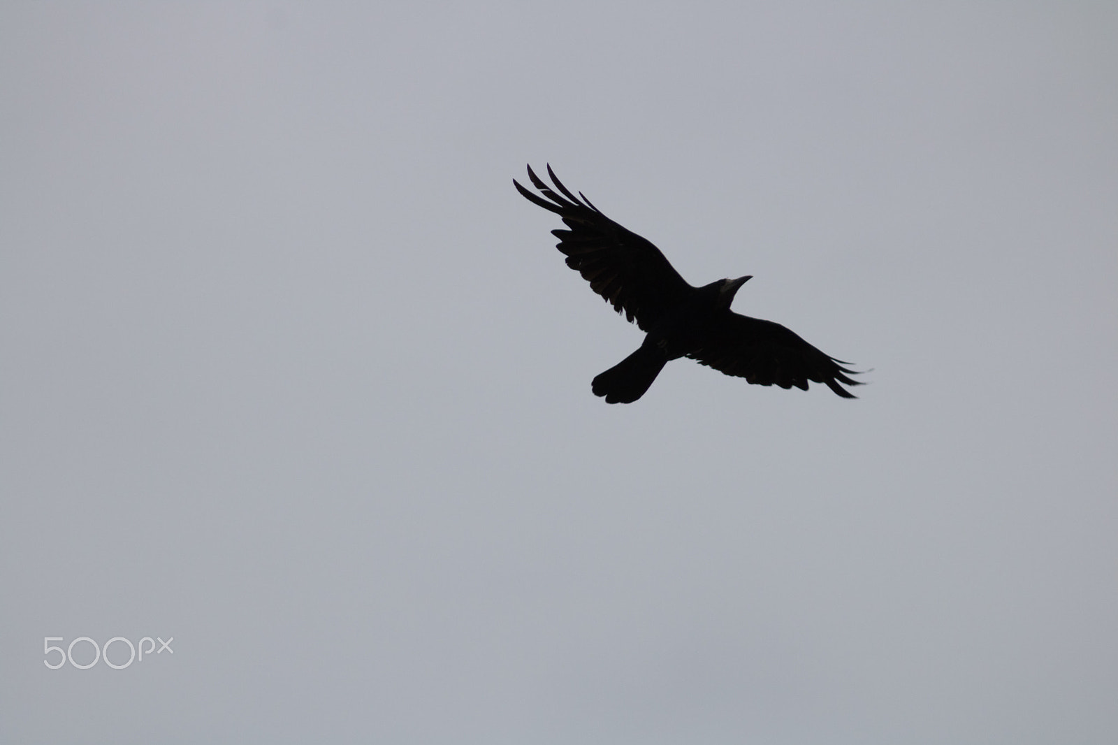 Canon EOS 750D (EOS Rebel T6i / EOS Kiss X8i) + EF75-300mm f/4-5.6 sample photo. Crow #5 photography