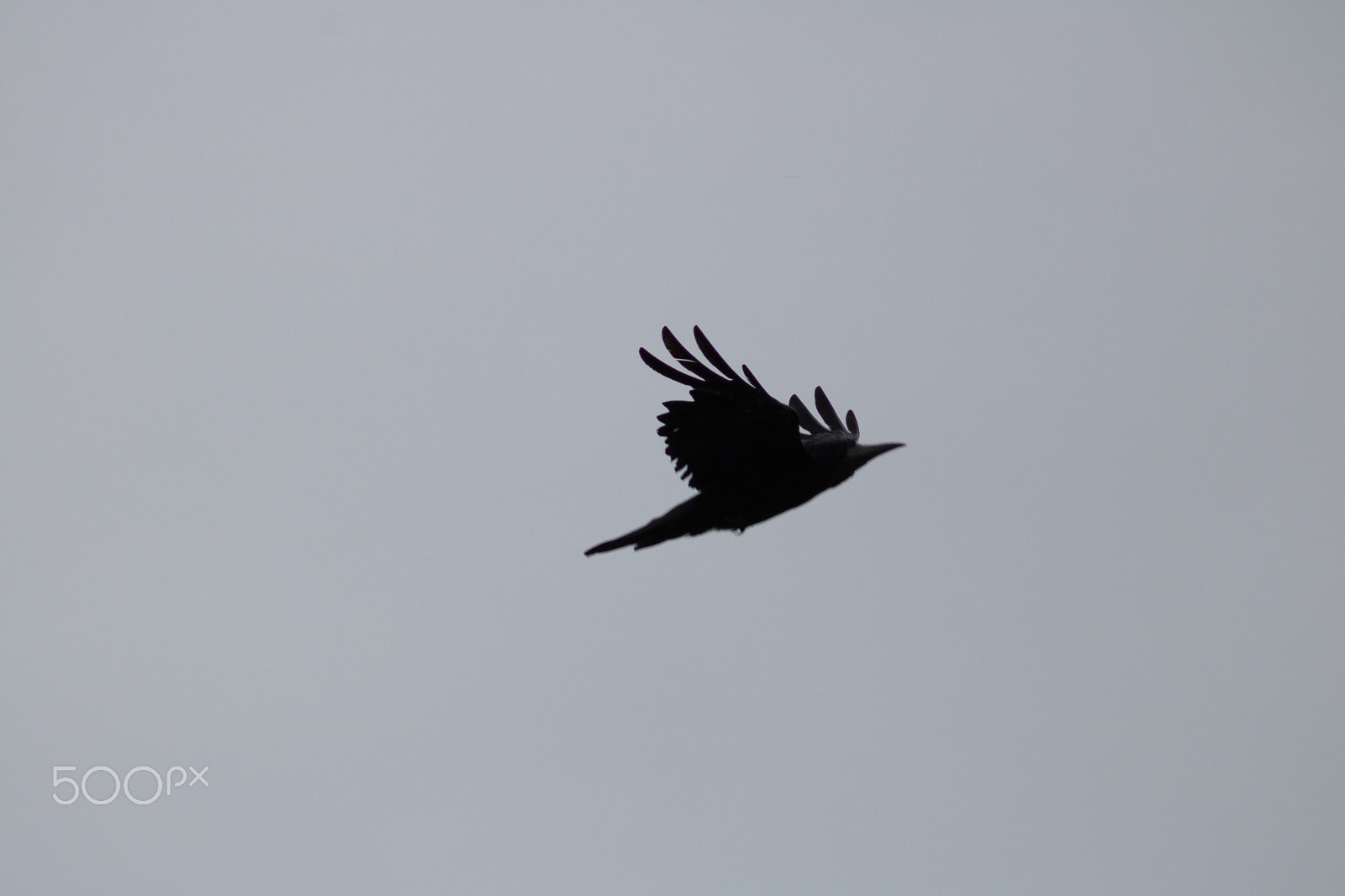 Canon EOS 750D (EOS Rebel T6i / EOS Kiss X8i) + EF75-300mm f/4-5.6 sample photo. Crow #6 photography