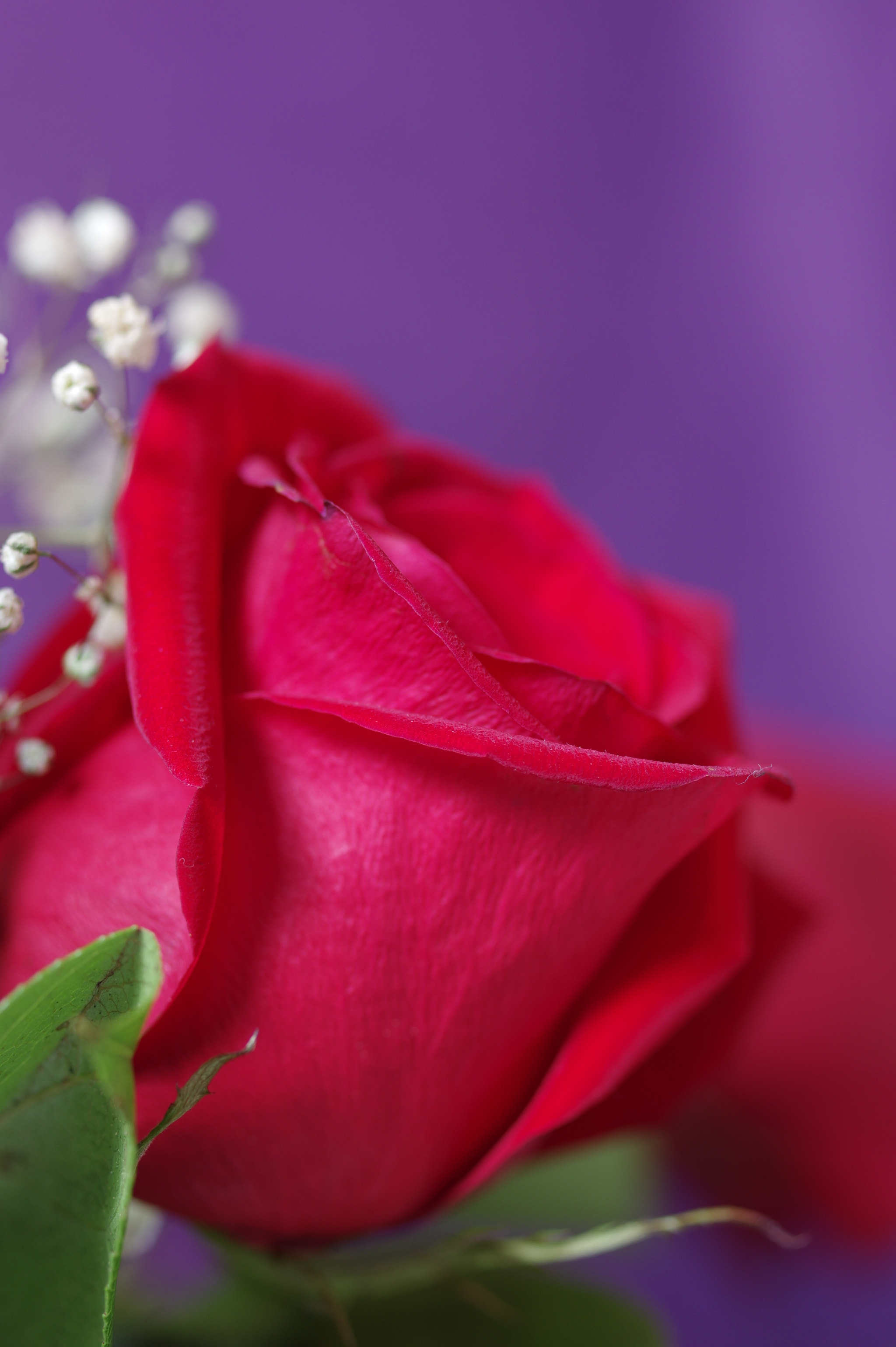 Pentax K-3 sample photo. Red rose . photography