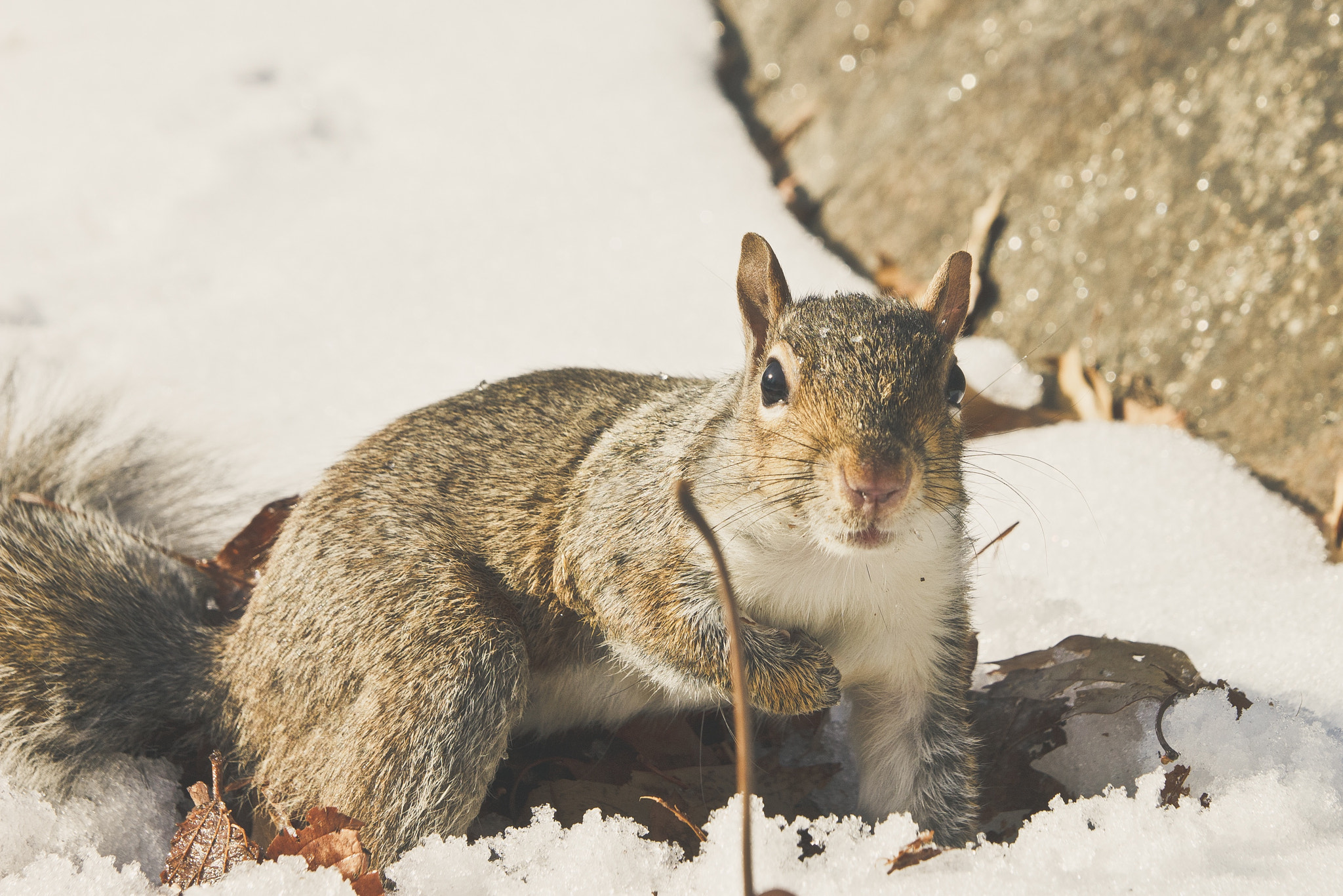 Tamron SP AF 17-50mm F2.8 XR Di II LD Aspherical (IF) sample photo. Central park squirrel. photography