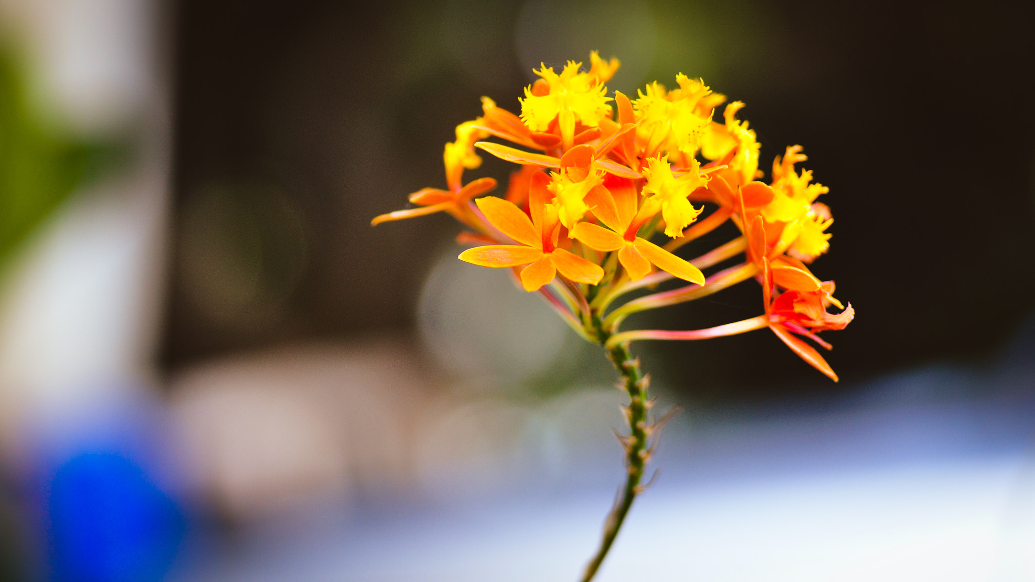 Tamron SP 90mm F2.8 Di VC USD 1:1 Macro sample photo. Flower photography