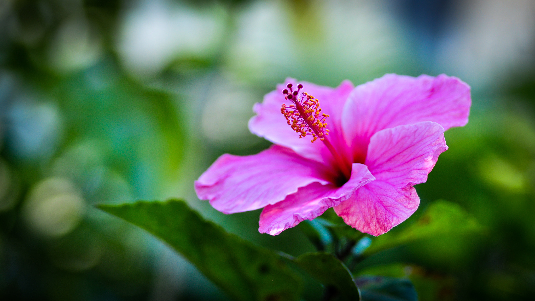 Tamron SP 90mm F2.8 Di VC USD 1:1 Macro sample photo. Hibiscos photography