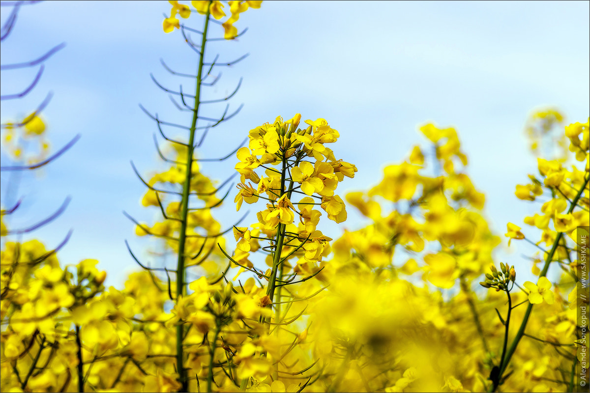 Sony a99 II + Minolta AF 100mm F2.8 Macro [New] sample photo. Beautiful colza flowering, yellow field of rape photography