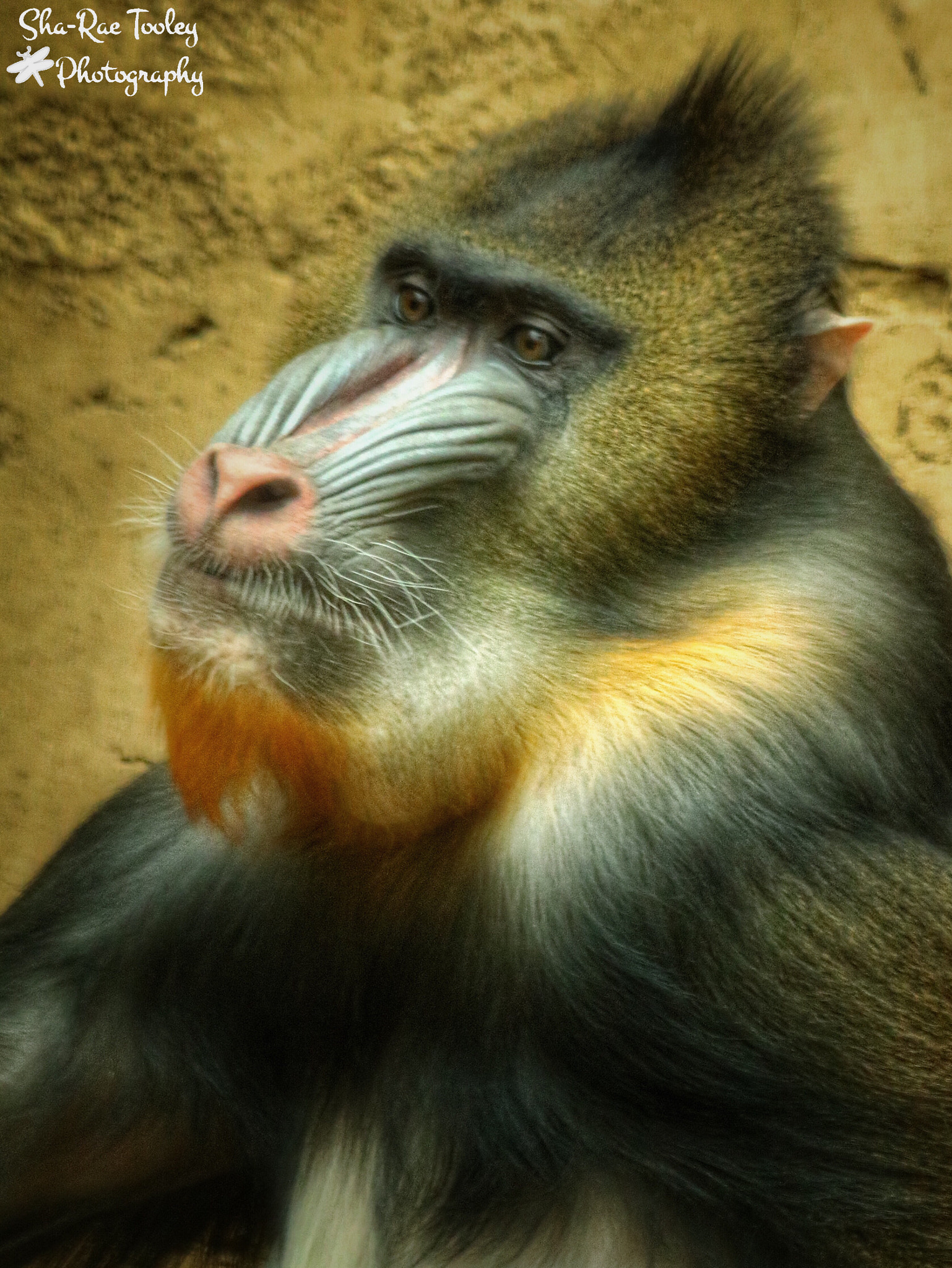 Canon EOS 750D (EOS Rebel T6i / EOS Kiss X8i) + Canon EF 70-300mm F4-5.6 IS USM sample photo. Mandrill at the calgary zoo photography