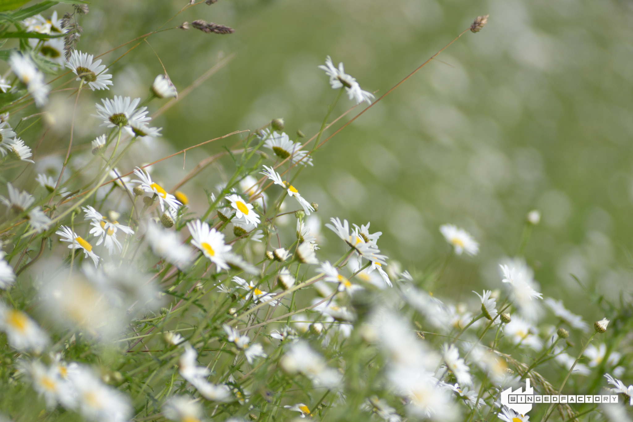Nikon AF Nikkor 70-300mm F4-5.6G sample photo. Flowers photography