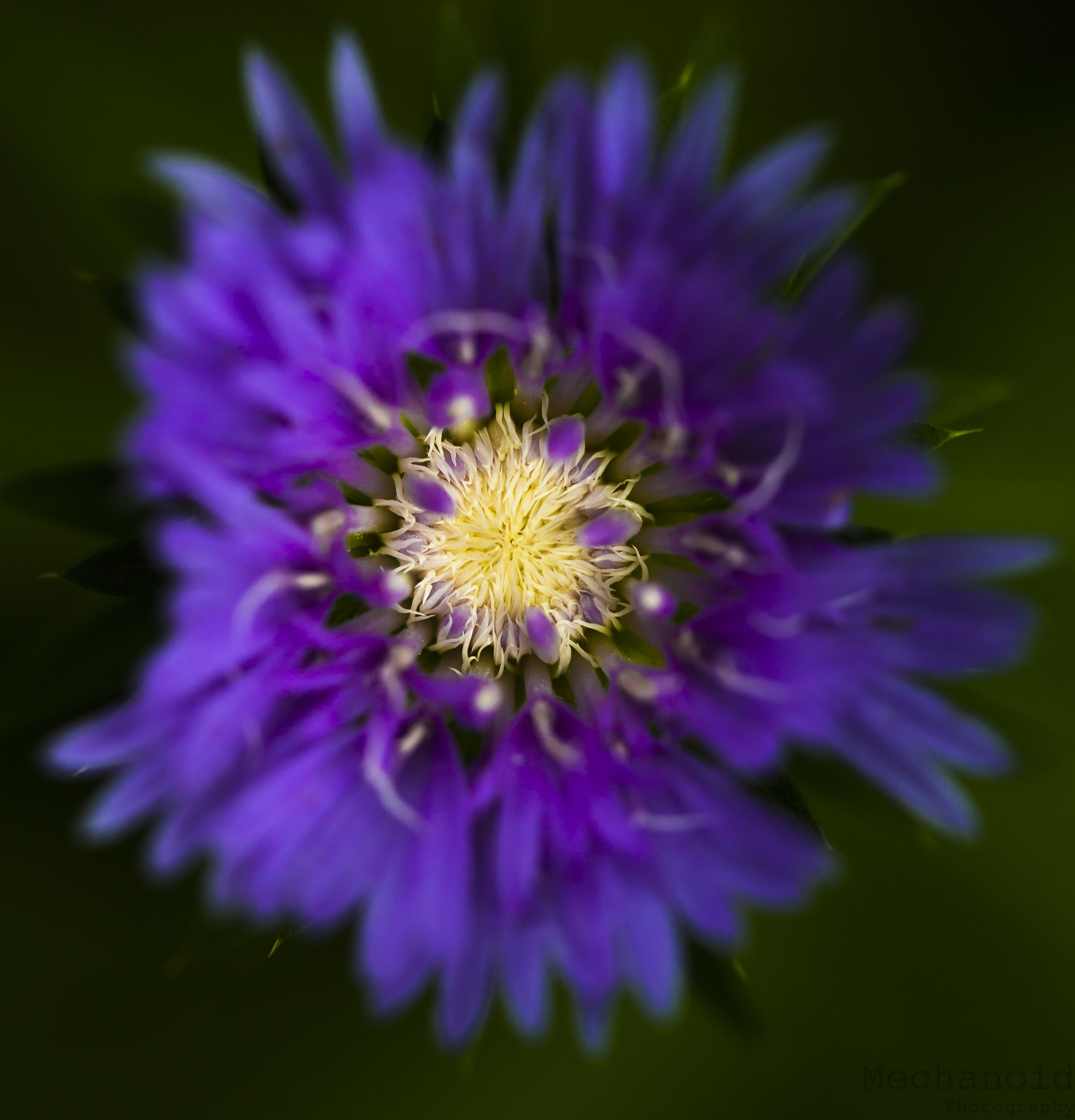 Canon EOS-1D C + Canon EF 100mm F2.8L Macro IS USM sample photo. Purple sun photography