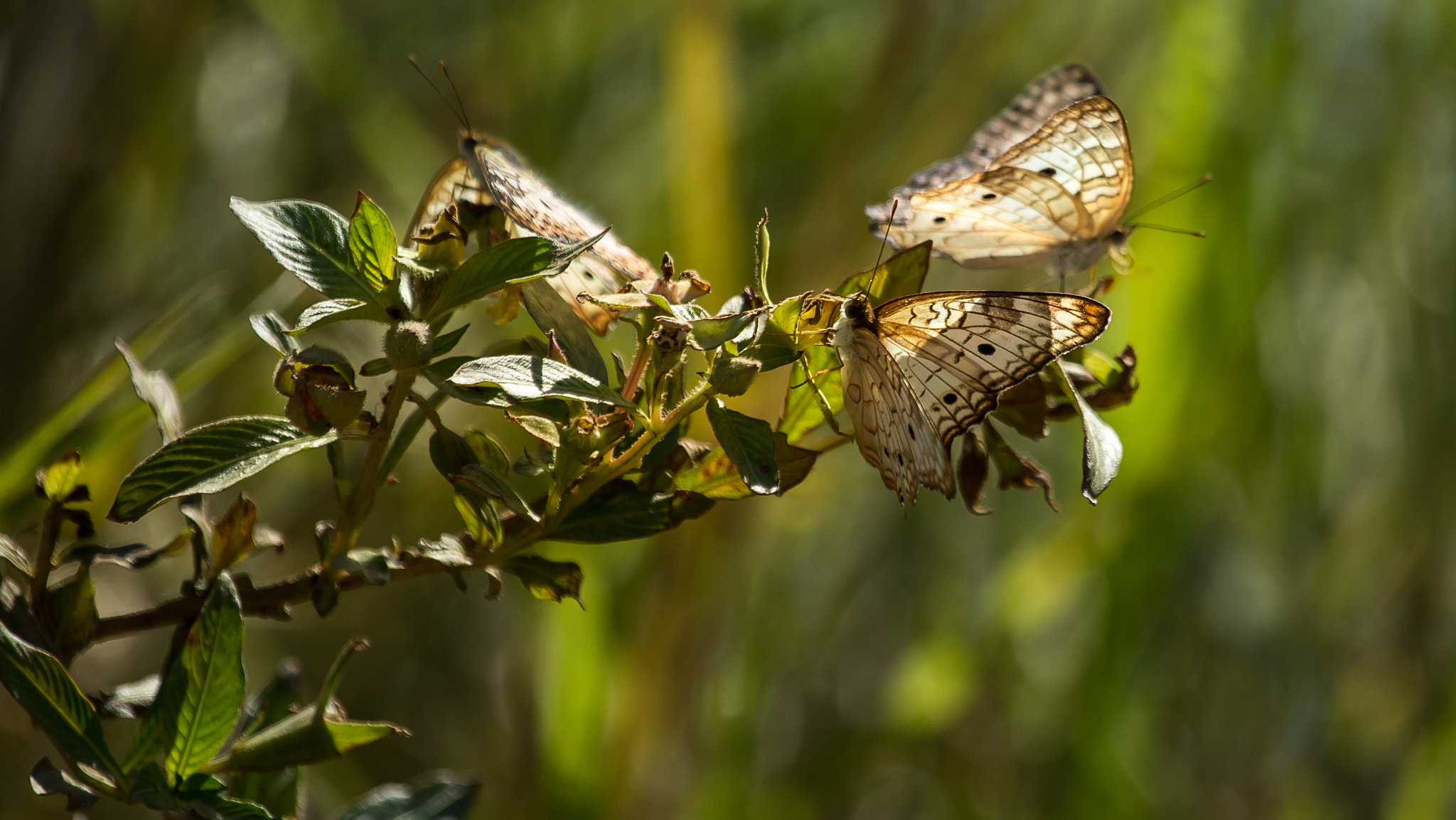Canon EF 100-400mm F4.5-5.6L IS USM sample photo. Borboletas photography
