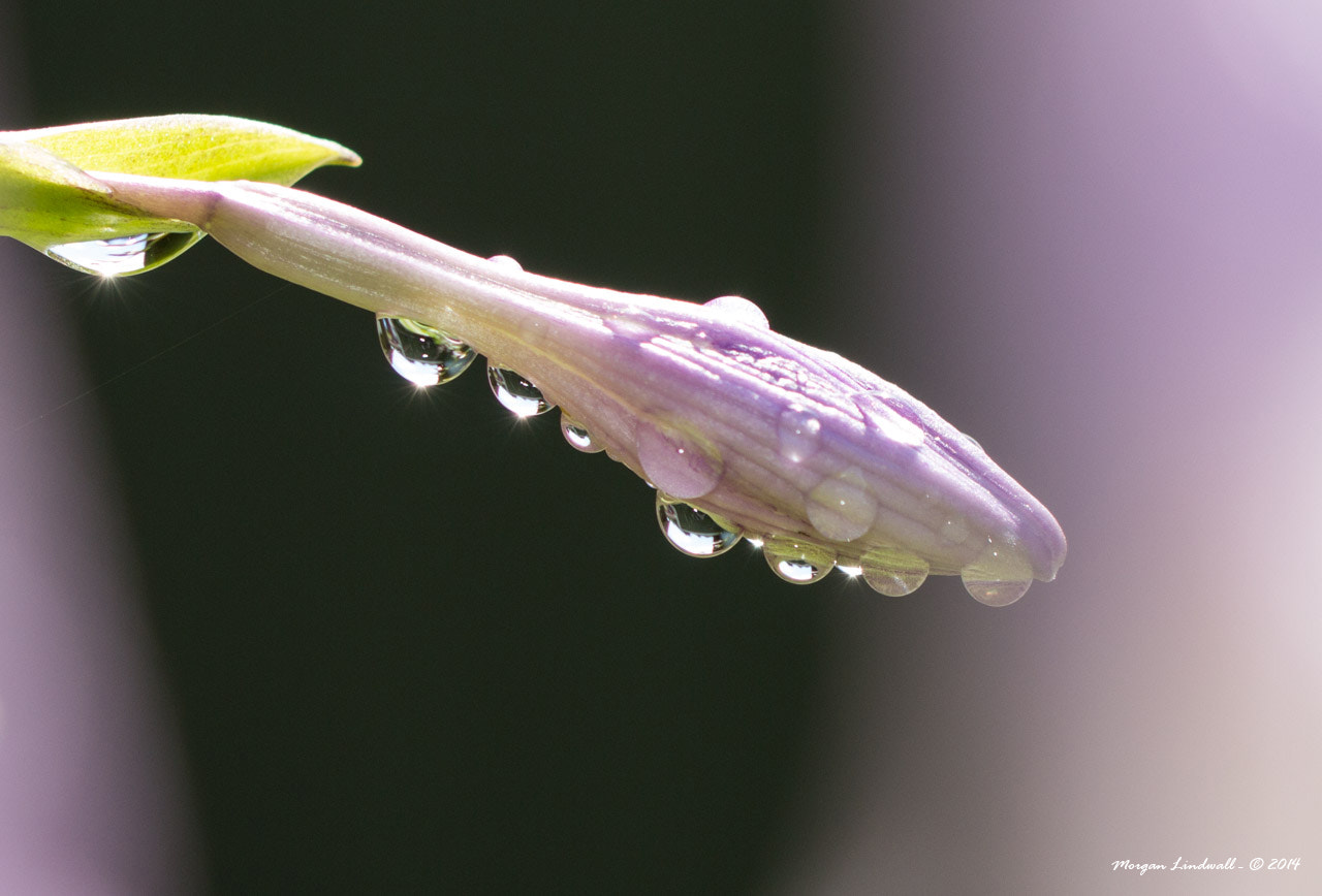 Canon EOS 650D (EOS Rebel T4i / EOS Kiss X6i) + Canon EF 100mm F2.8L Macro IS USM sample photo. Drops photography