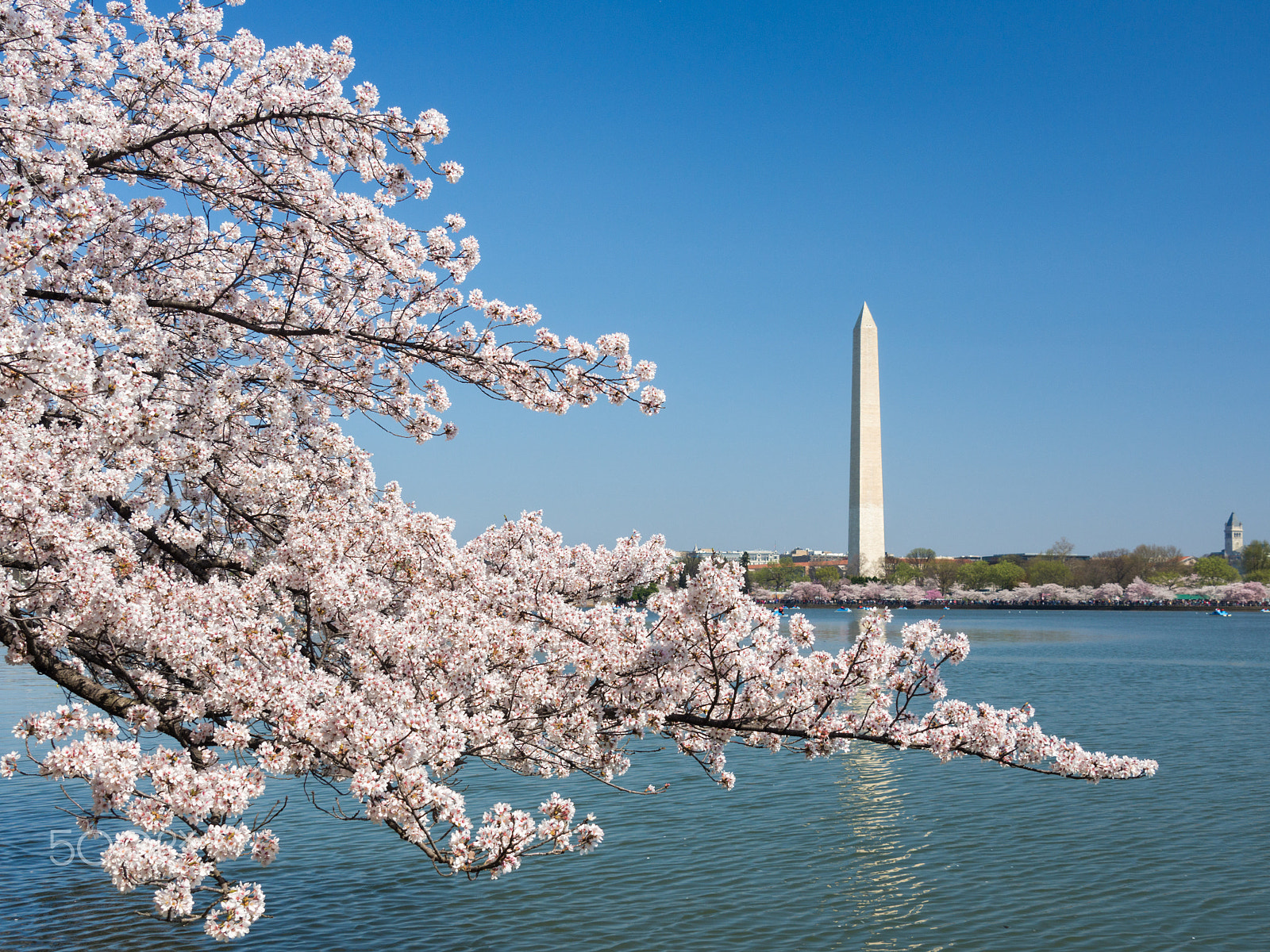 Olympus OM-D E-M10 sample photo. Cherry blossoms in washington dc photography