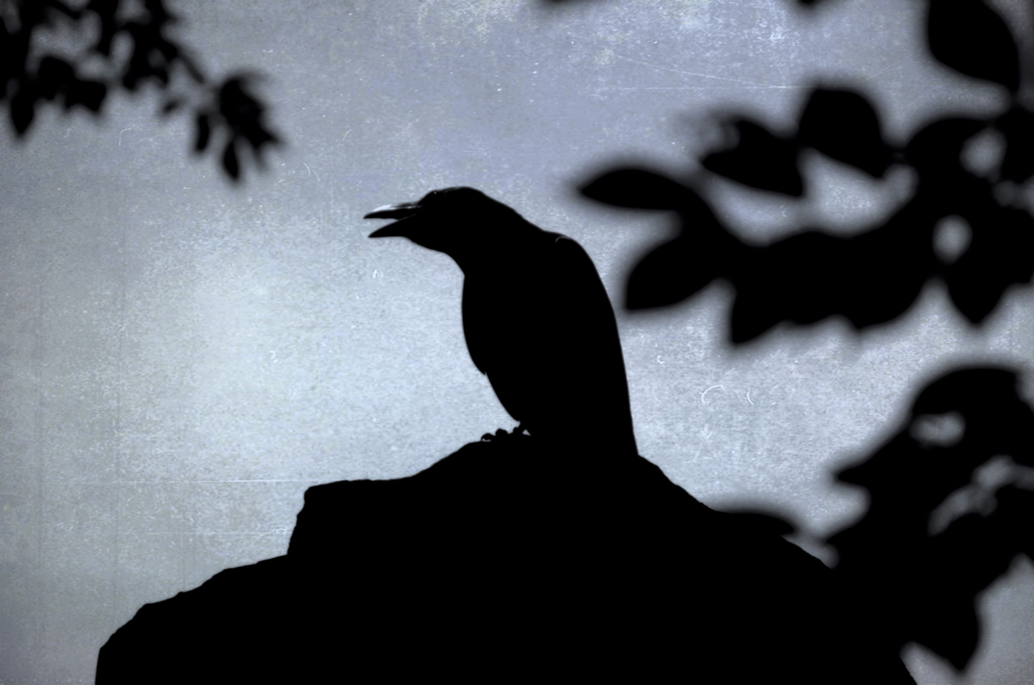 Pentax K-50 sample photo. Omen of death photography