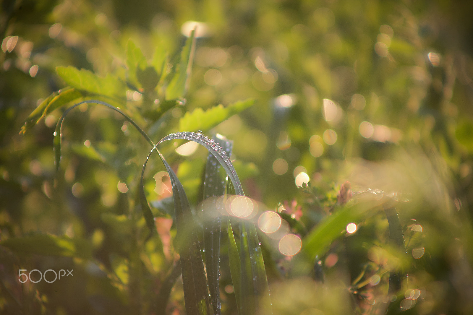 Canon EF 75-300mm f/4-5.6 USM sample photo. Летняя сказка photography