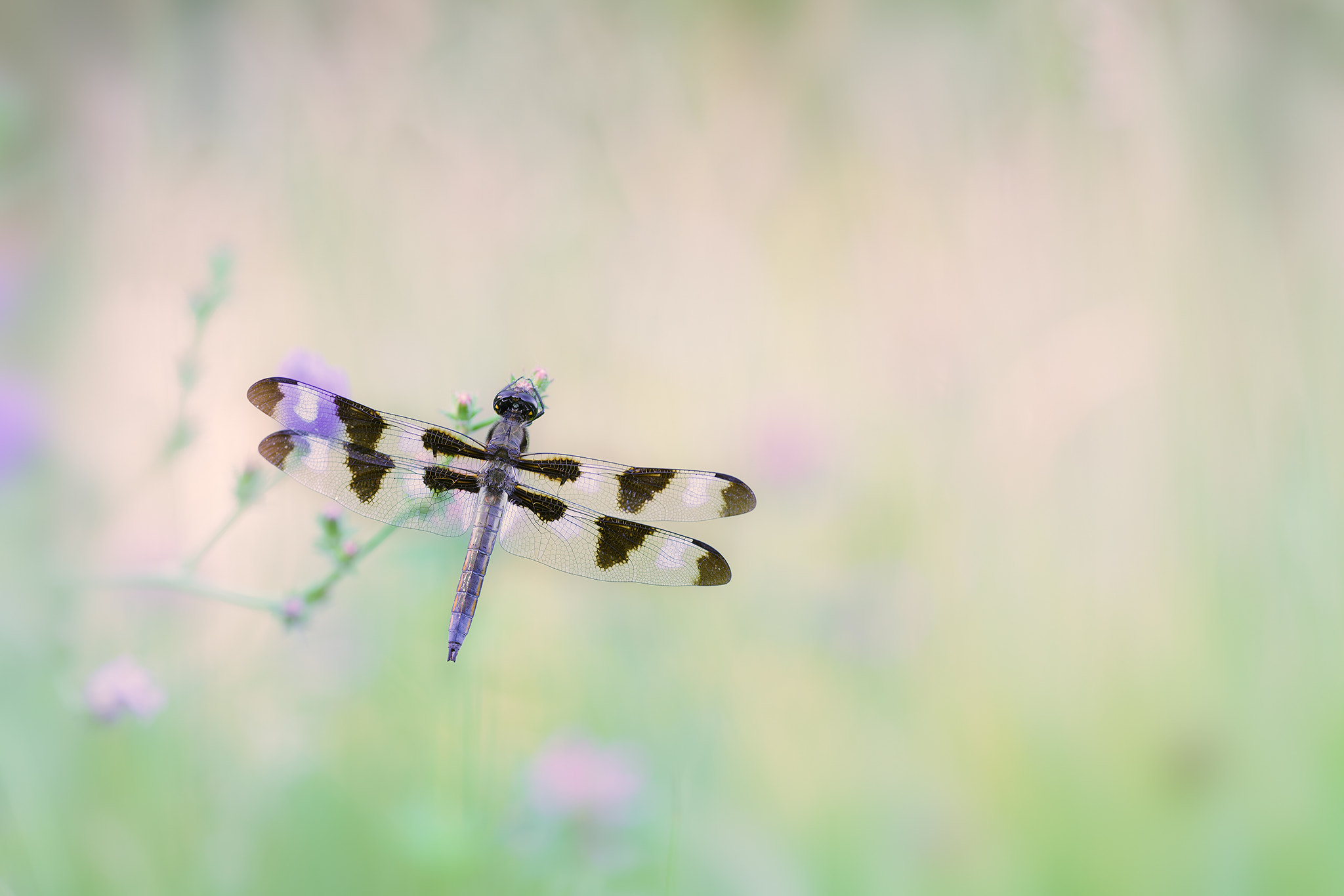 Sony a7R II + 70-200mm F2.8 sample photo. Libellule gracieuse photography