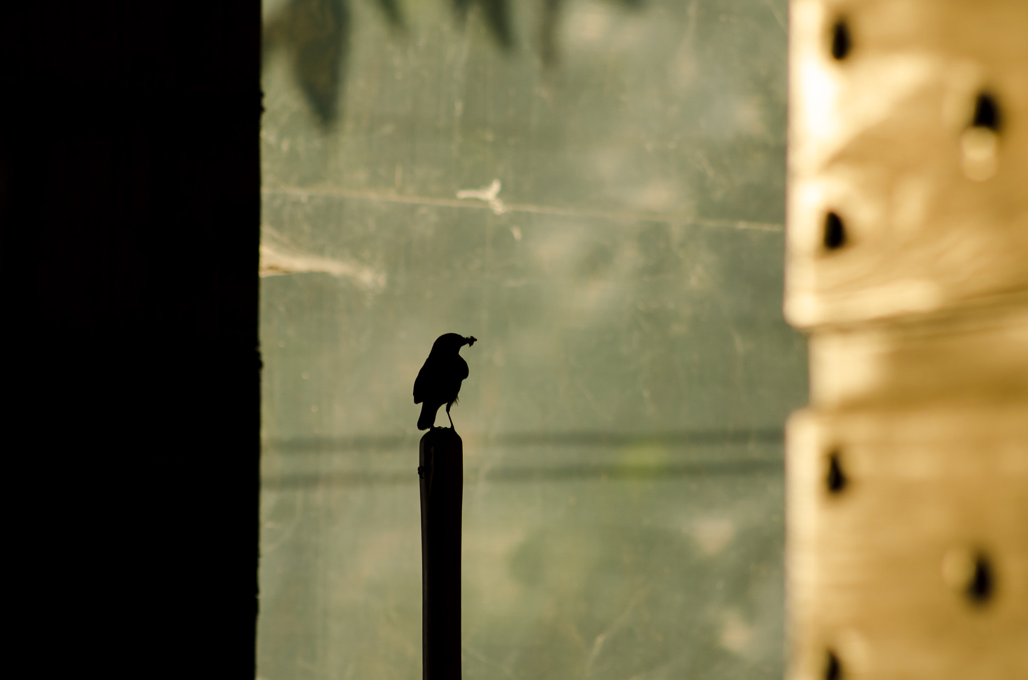 Nikon D5100 + AF Nikkor 70-210mm f/4-5.6 sample photo. Little bird photography