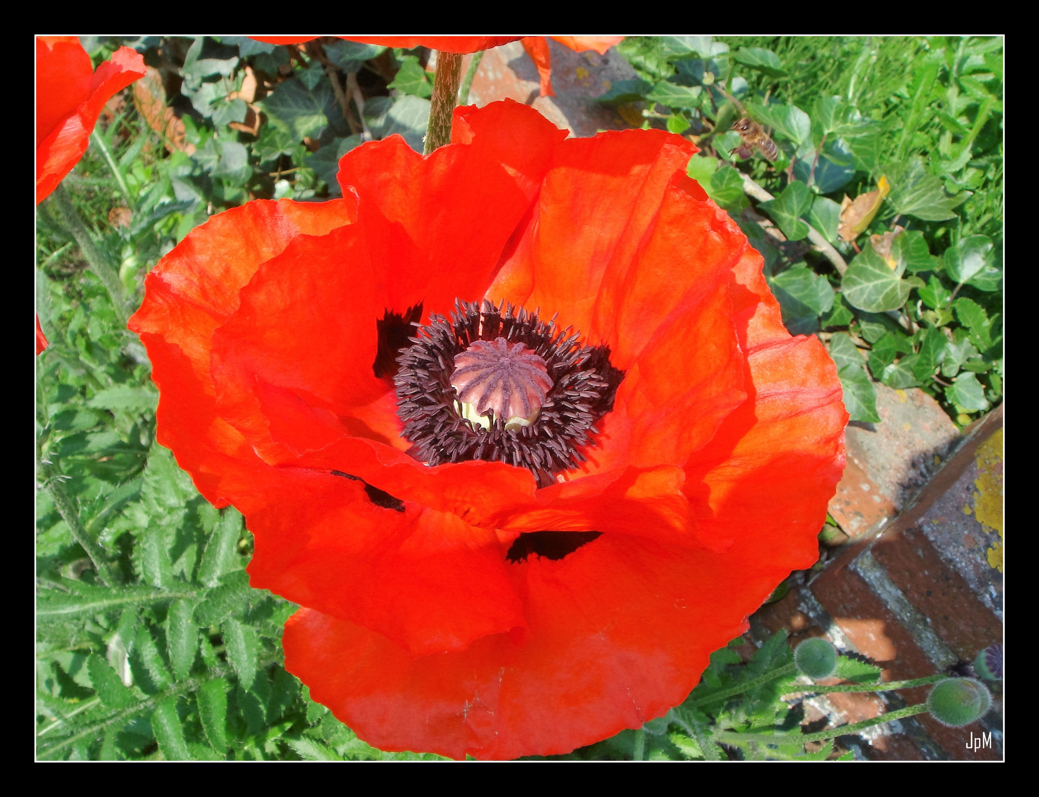 Sony DSC-T9 sample photo. ()roter mohn photography