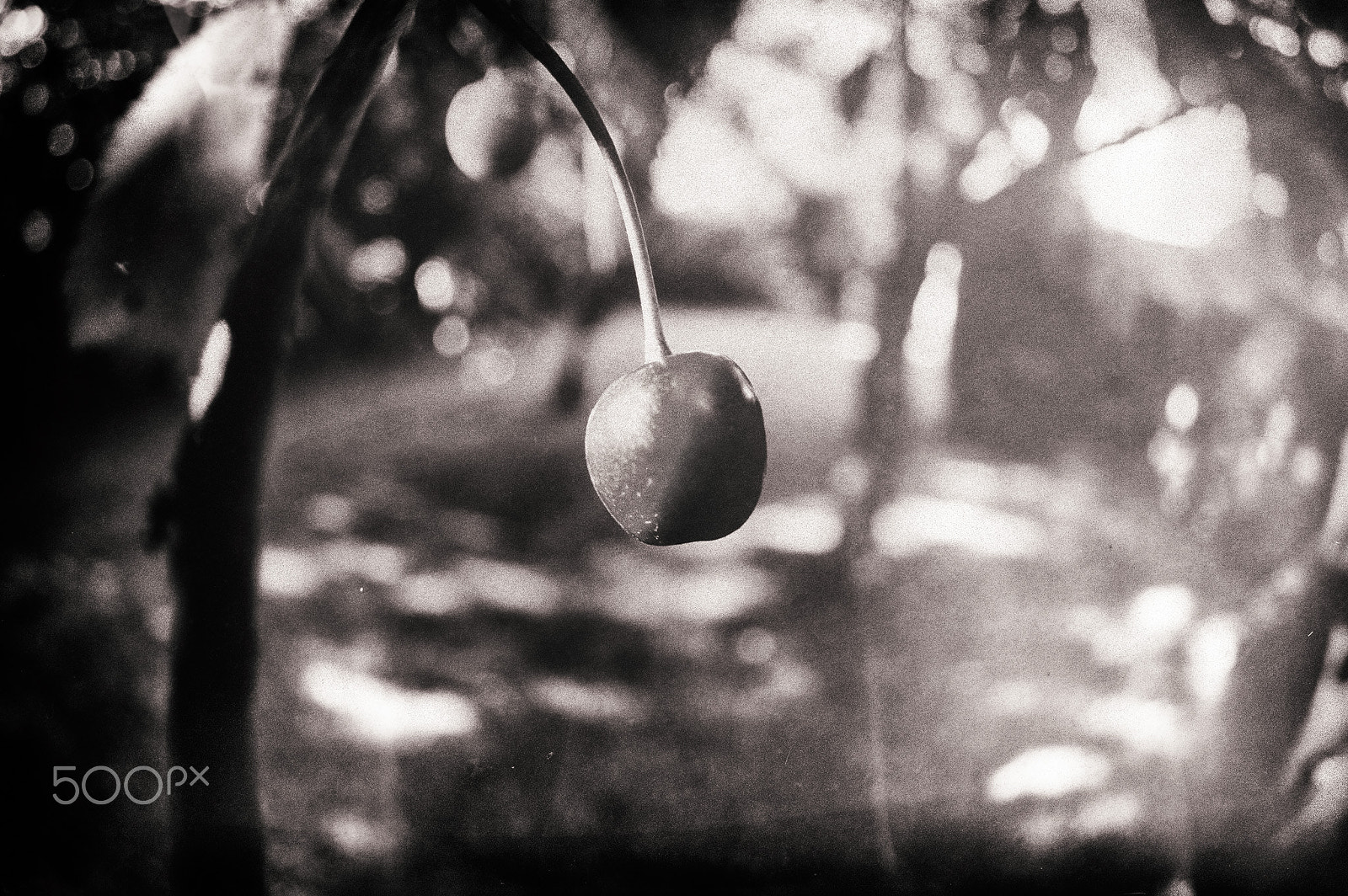 Pentax K-3 II sample photo. Cherry photography