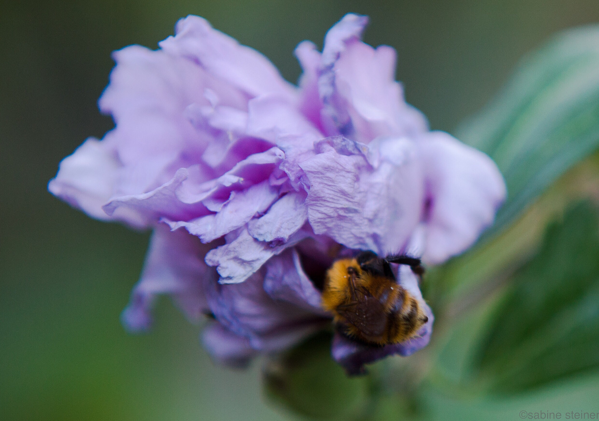 Canon EF 24-70mm F2.8L USM sample photo. Bee at lunch photography