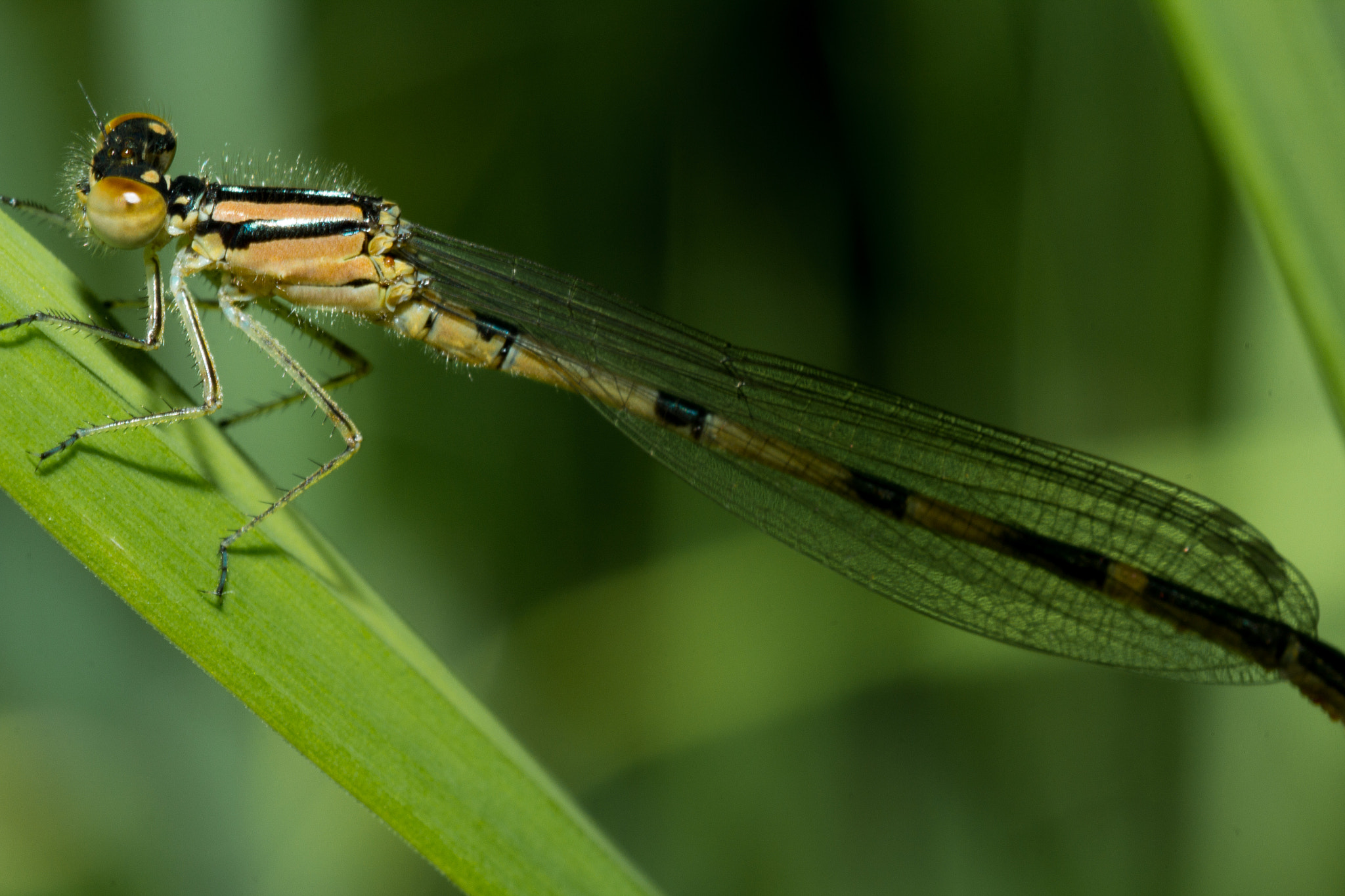 Canon EOS 60D + Tamron SP AF 90mm F2.8 Di Macro sample photo. Female argia damselfly photography