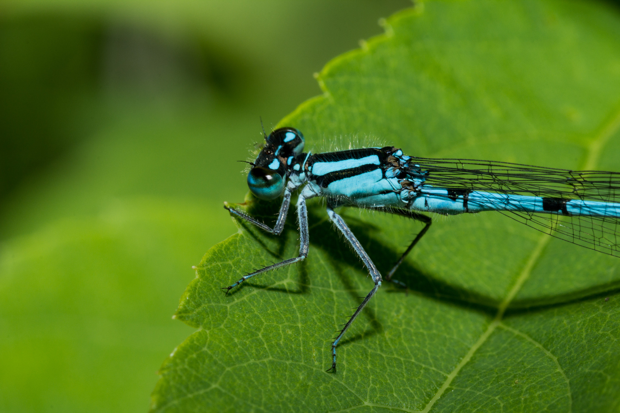 Canon EOS 60D + Tamron SP AF 90mm F2.8 Di Macro sample photo. Male argia damselfly 1 photography