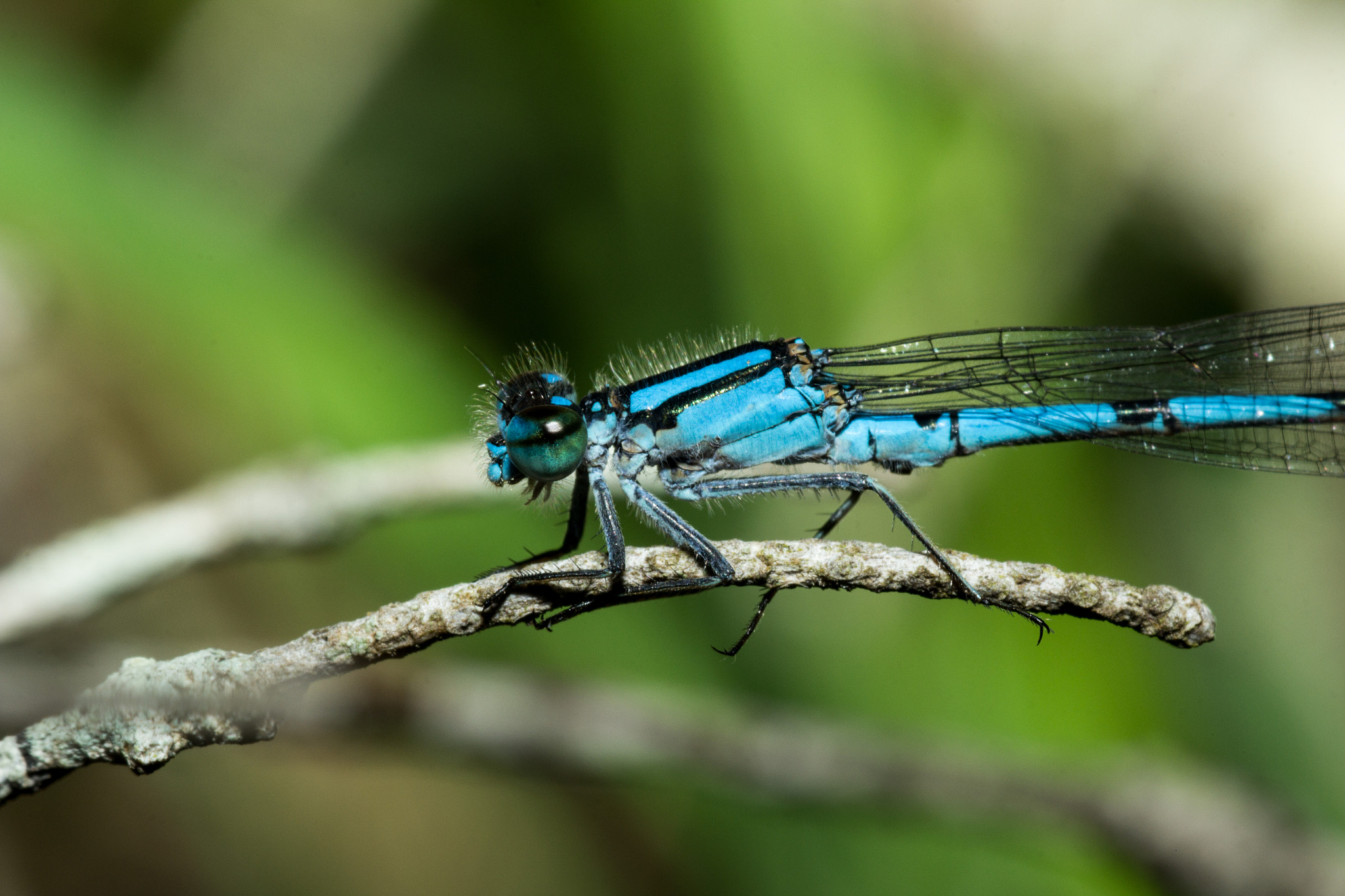 Canon EOS 60D + Tamron SP AF 90mm F2.8 Di Macro sample photo. Male argia damselfly 2 photography