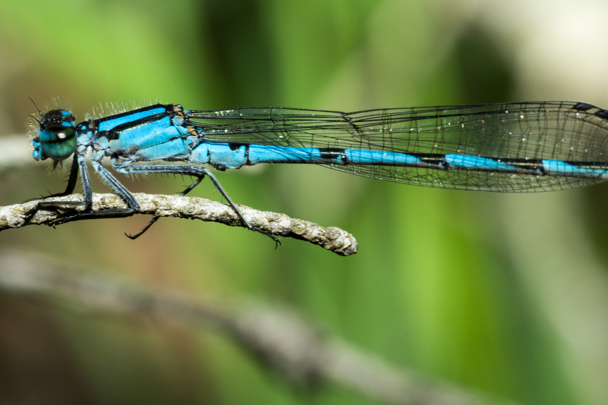 Canon EOS 60D + Tamron SP AF 90mm F2.8 Di Macro sample photo. Male argia damselfly 3 photography