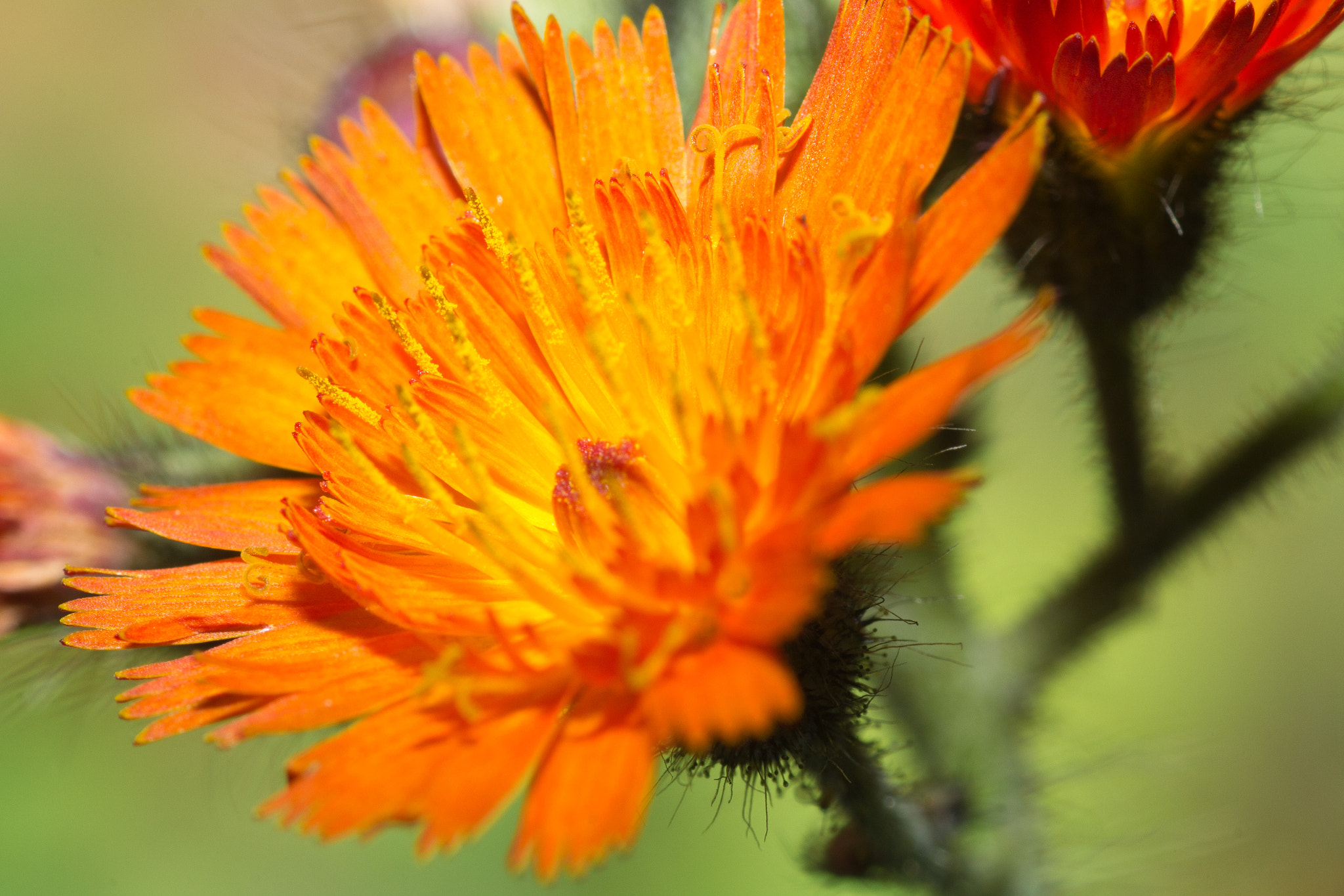 Canon EOS 60D + Tamron SP AF 90mm F2.8 Di Macro sample photo. Devil's paintbrush photography