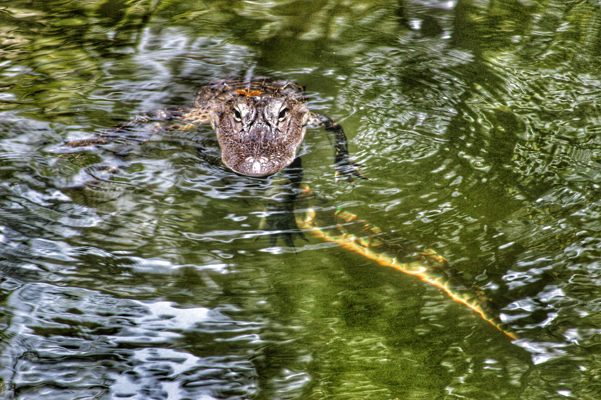 Canon EF75-300mm f/4-5.6 sample photo. Florida gator photography