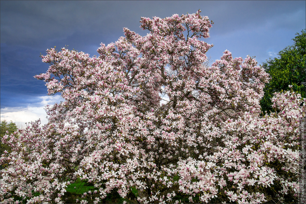 Sony a99 II + Tamron SP 24-70mm F2.8 Di VC USD sample photo. Blooming magnolia tree on stormy sky background photography