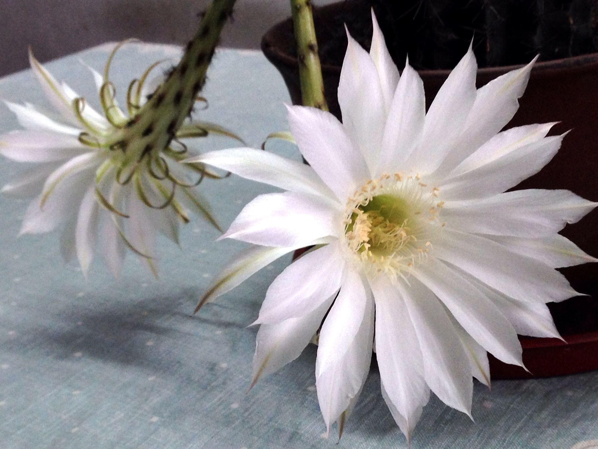 Apple iPhone5,2 sample photo. The flower of ball cactus photography