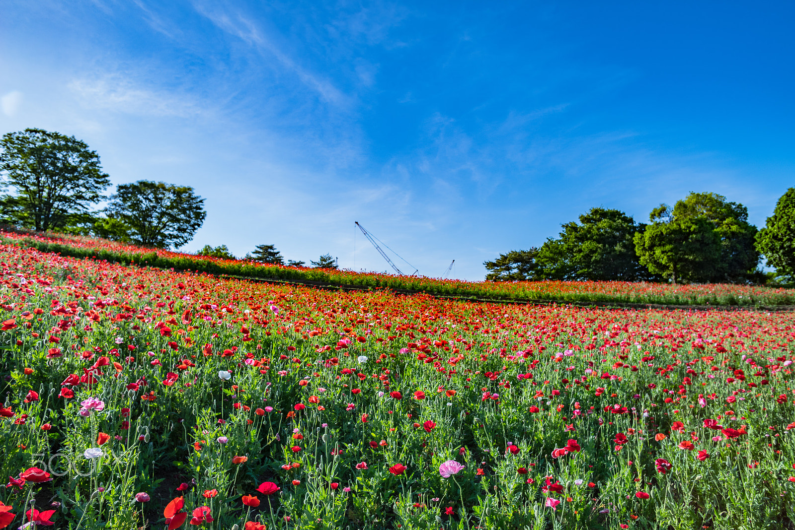 Pentax K-1 sample photo. Red poppies photography