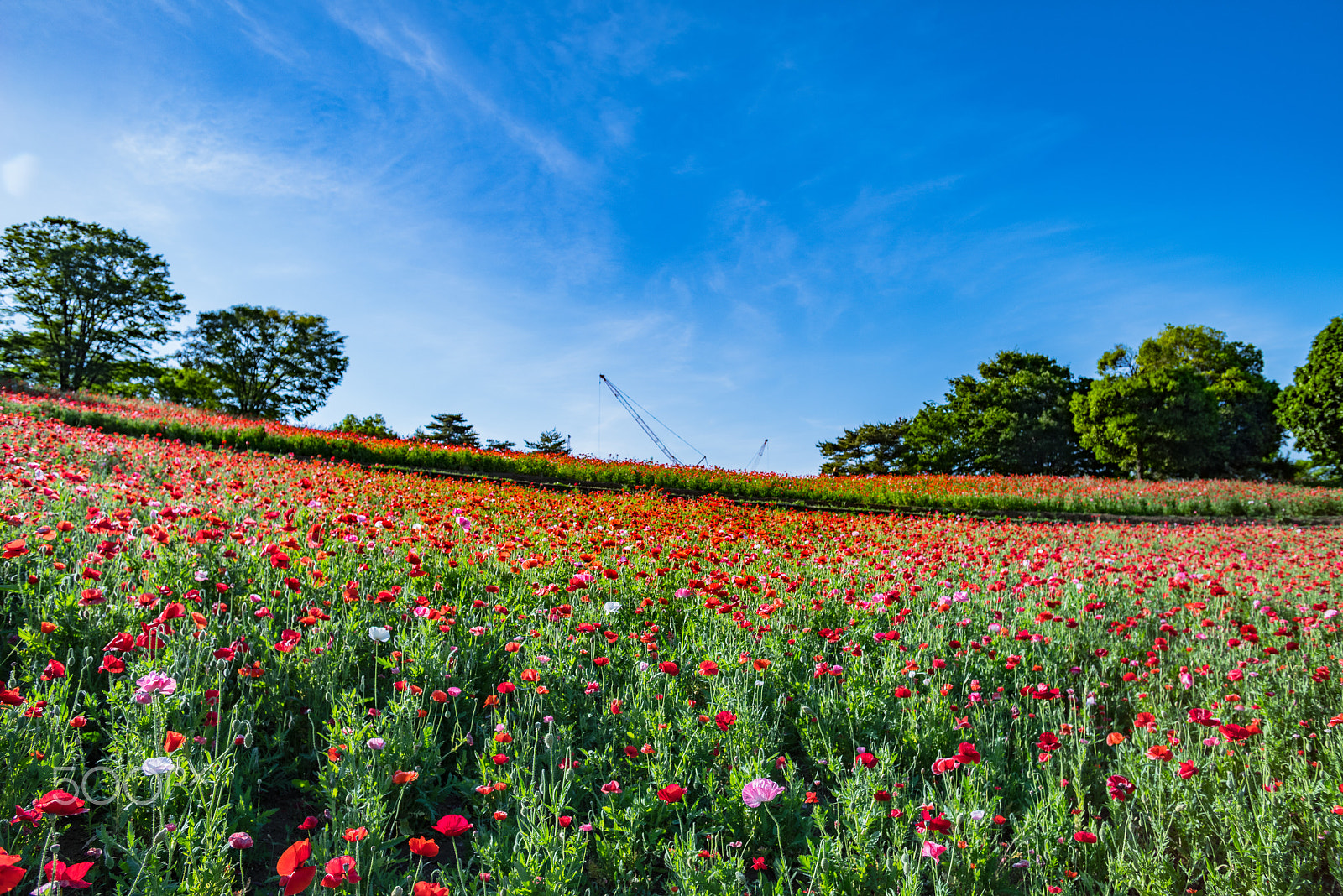 Pentax K-1 + smc PENTAX-FA* 24mm F2 AL[IF] sample photo. Red poppies photography