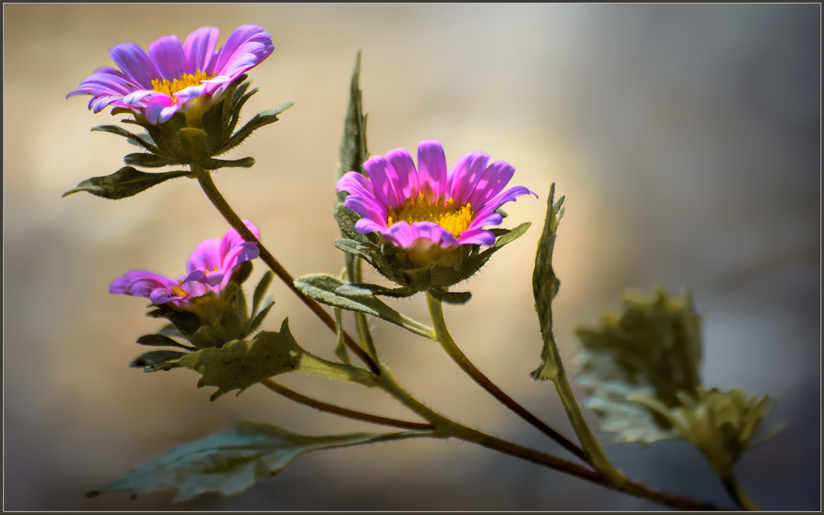 Sigma 70-300mm F4-5.6 APO Macro Super II sample photo. Light catchers photography