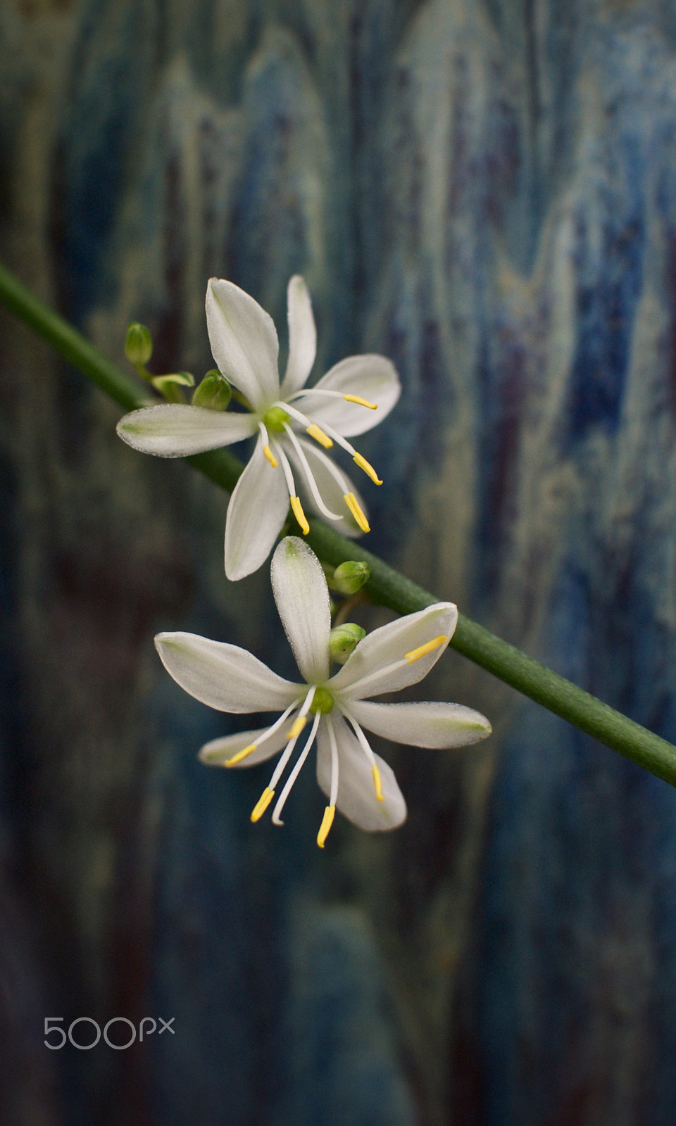 Nikon 1 J2 sample photo. Spider plant in bloom photography