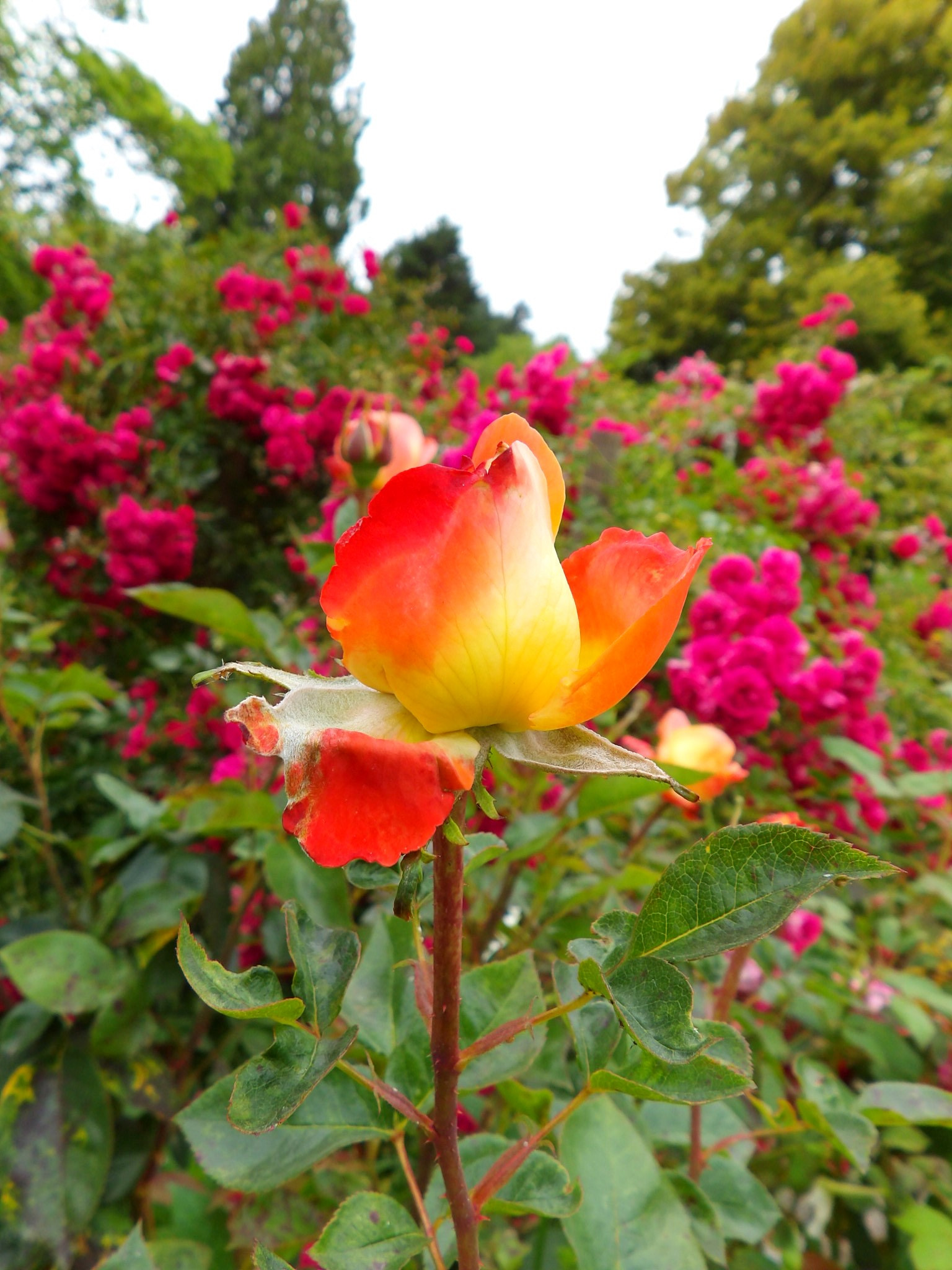 Kodak PIXPRO AZ521 sample photo. Rose photography