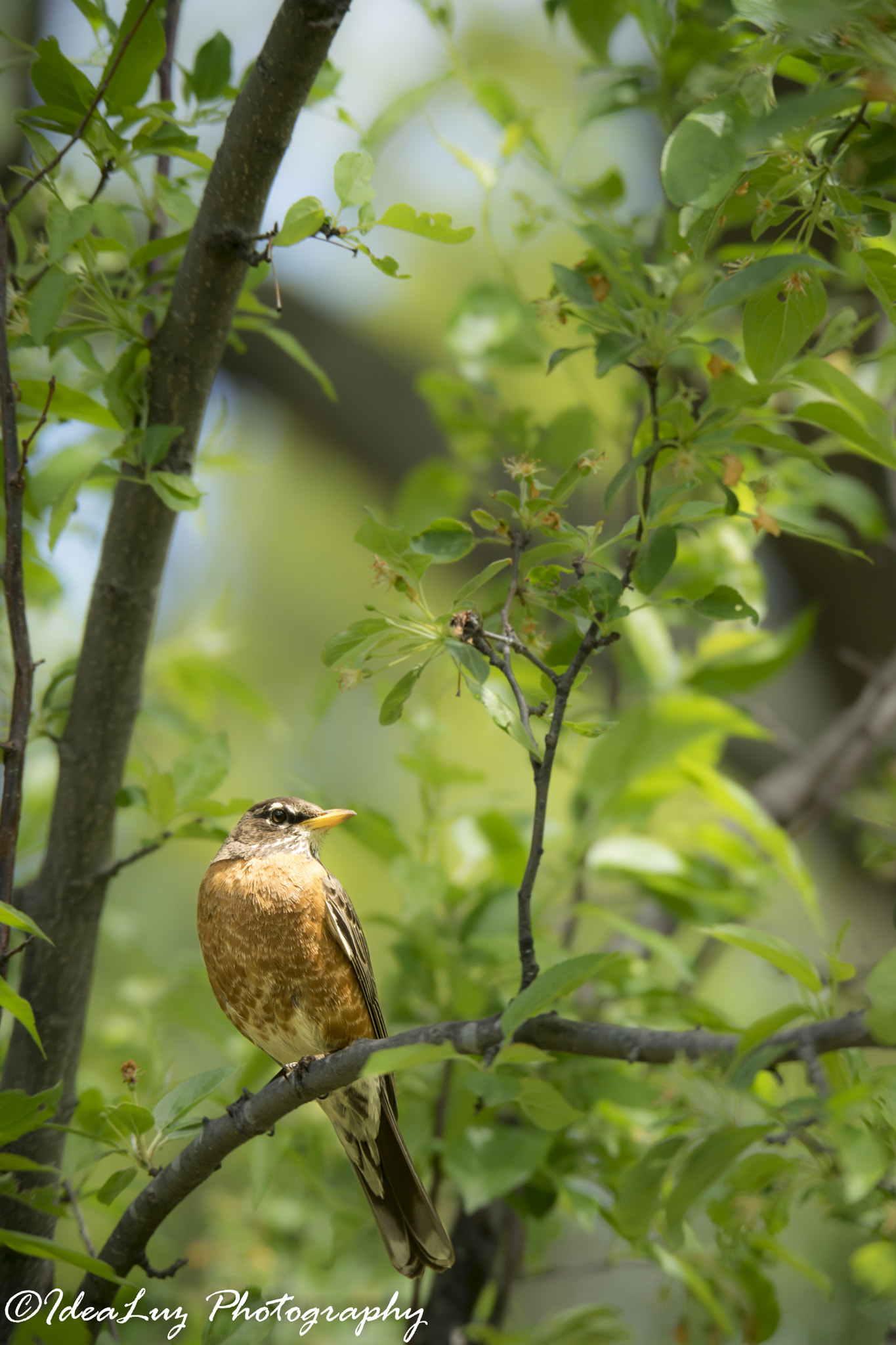 150mm F2.8 sample photo. Elegante photography