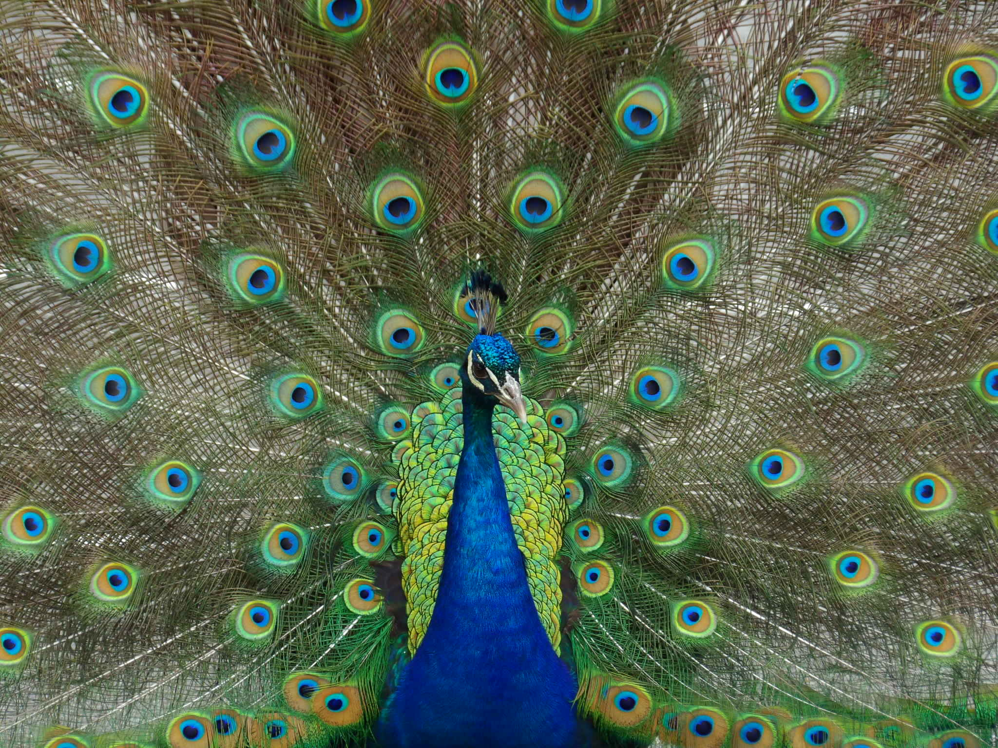 Kodak PIXPRO AZ521 sample photo. Beautiful iridescence photography