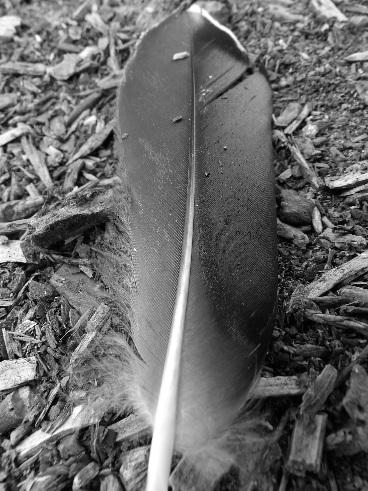 Kodak PIXPRO AZ521 sample photo. Feather photography