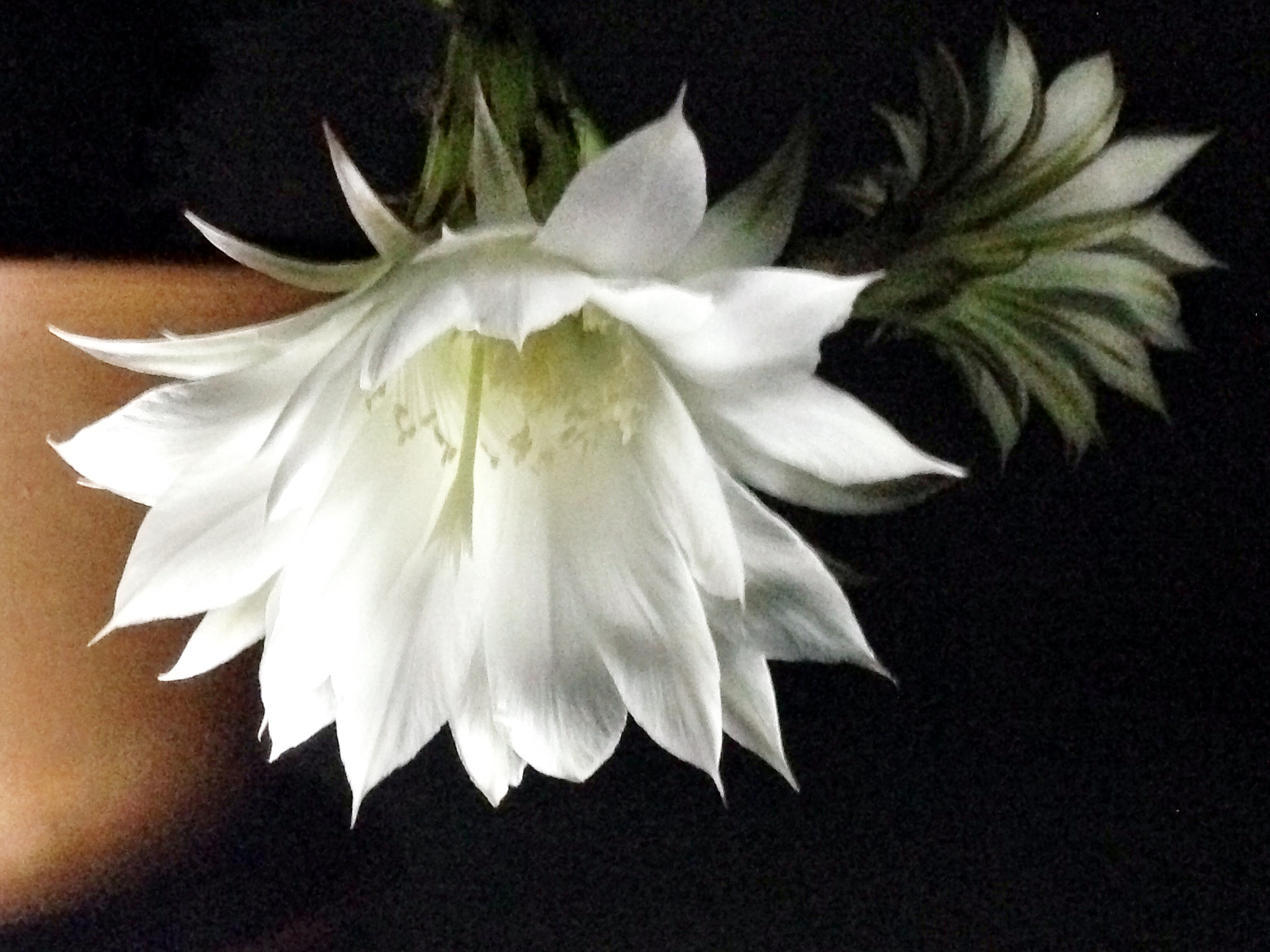 Apple iPhone5,2 sample photo. The flower of ball cactus 仙人球花 photography