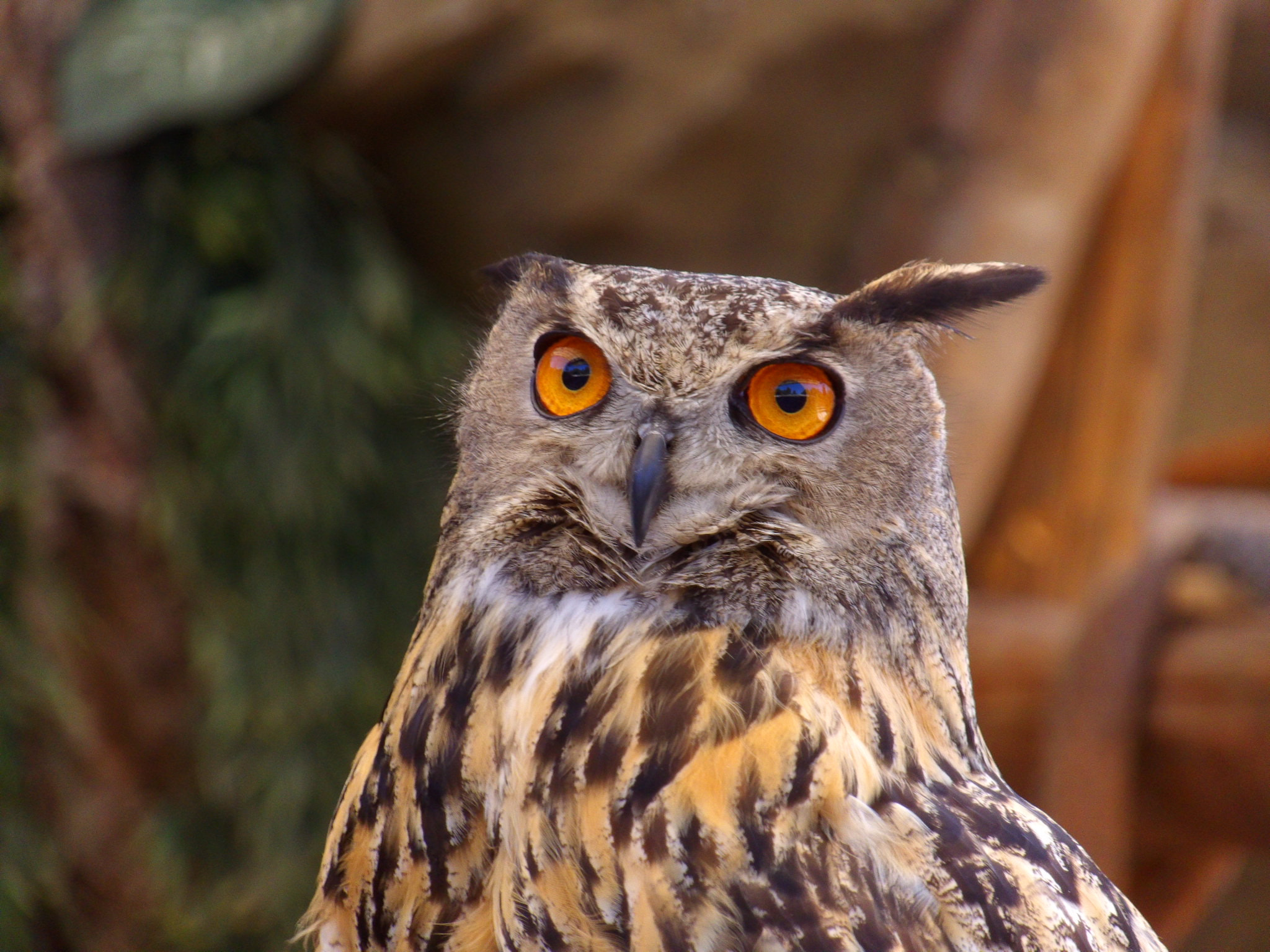 Kodak PIXPRO AZ521 sample photo. Eurasian eagle owl photography
